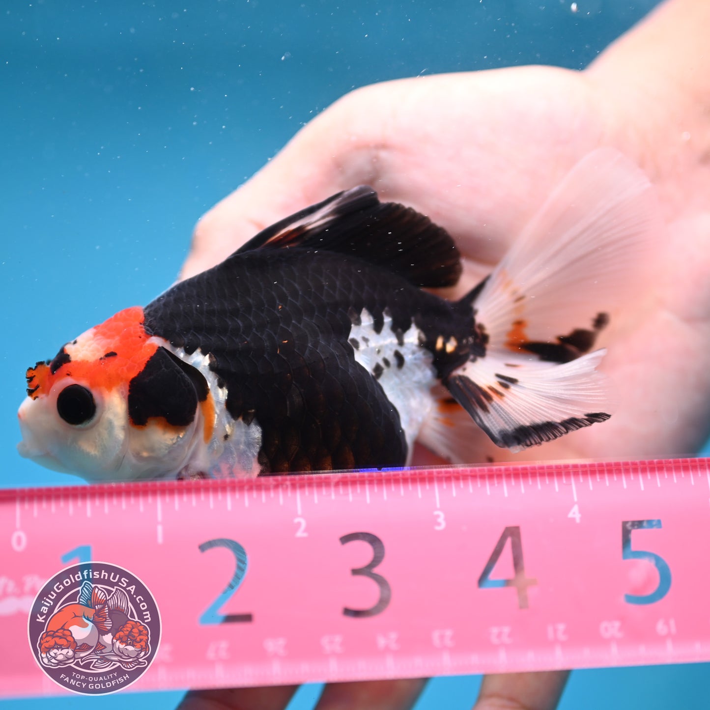 Tricolor Oranda 3.5 inch Body (250613_OR16)