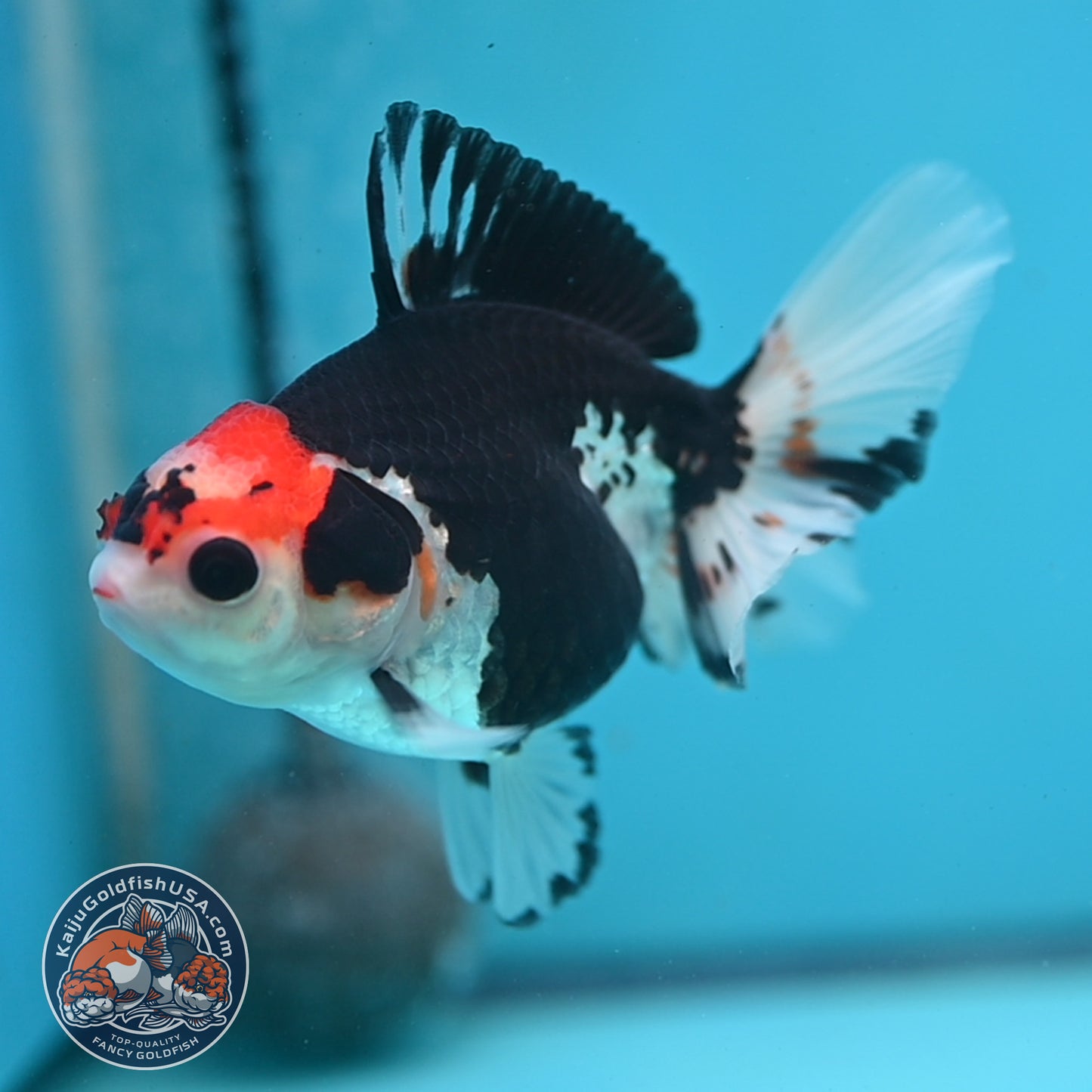 Tricolor Oranda 3.5 inch Body (250613_OR16)
