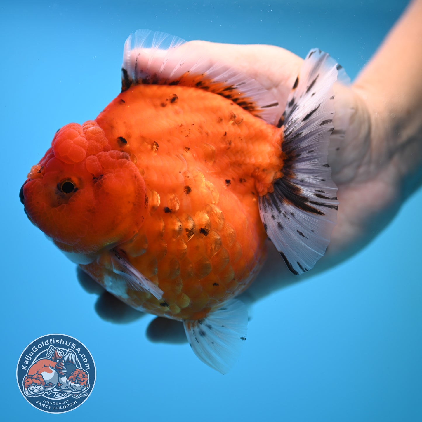 Shogun Godzilla Jumbo Calico Oranda 4.5 inch Body (250815_OR16)