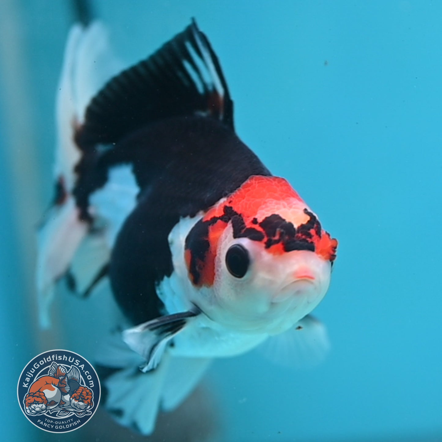 Tricolor Oranda 3.5 inch Body (250613_OR16)