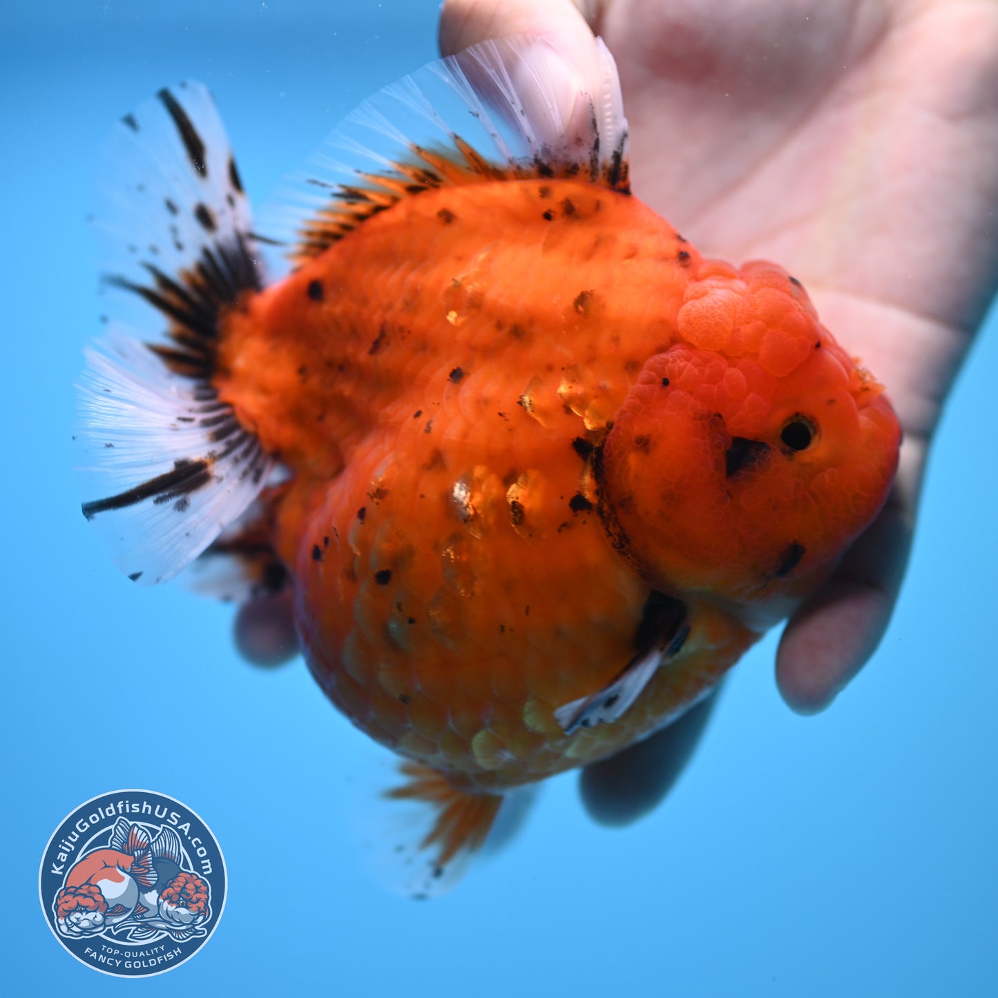 Shogun Godzilla Jumbo Calico Oranda 4.5 inch Body (250815_OR16)