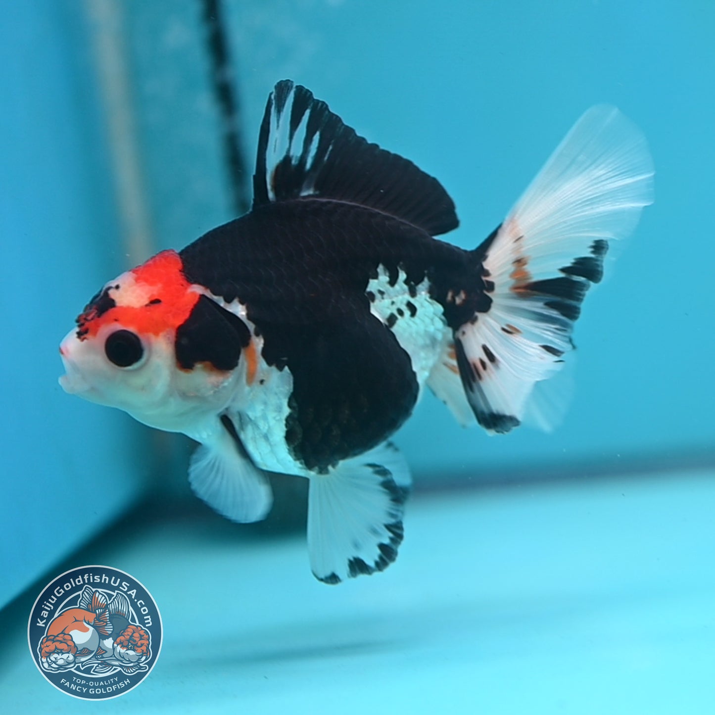 Tricolor Oranda 3.5 inch Body (250613_OR16)
