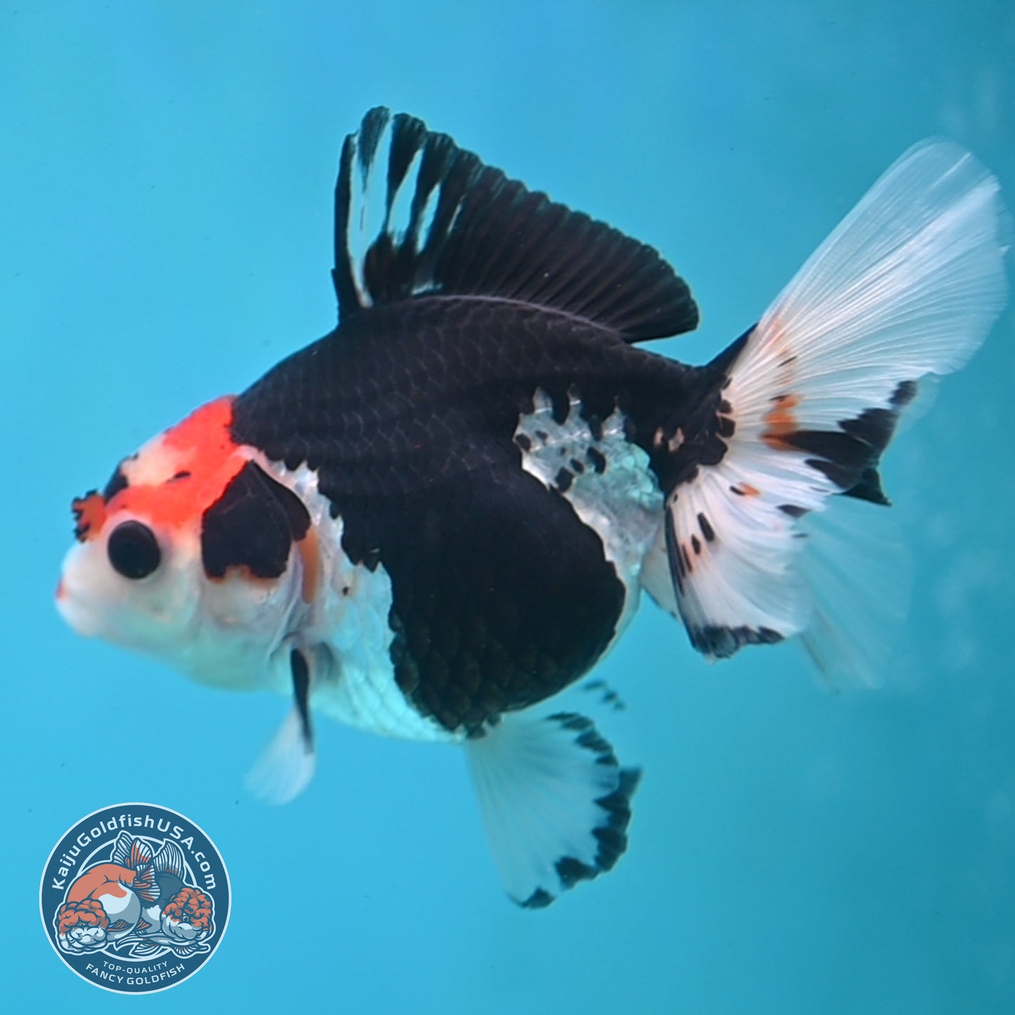 Tricolor Oranda 3.5 inch Body (250613_OR16)
