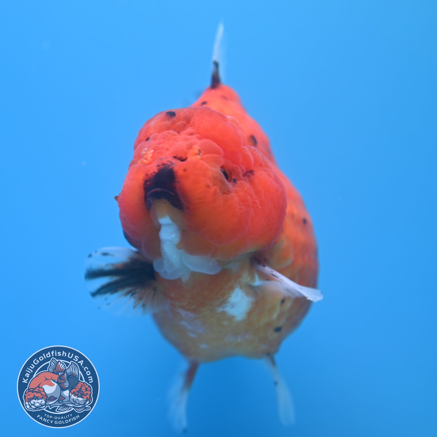 Shogun Godzilla Jumbo Calico Oranda 4.5 inch Body (250815_OR16)