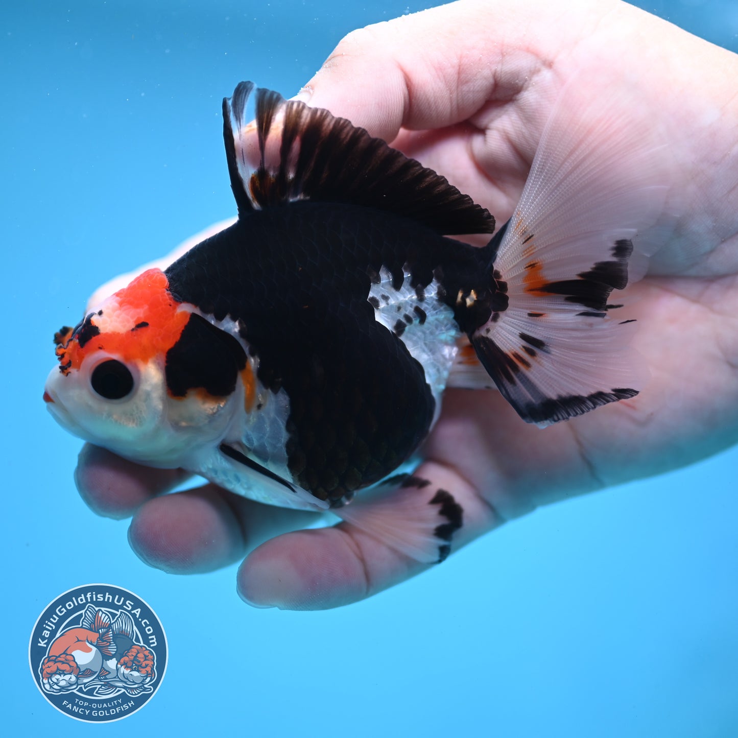 Tricolor Oranda 3.5 inch Body (250613_OR16)