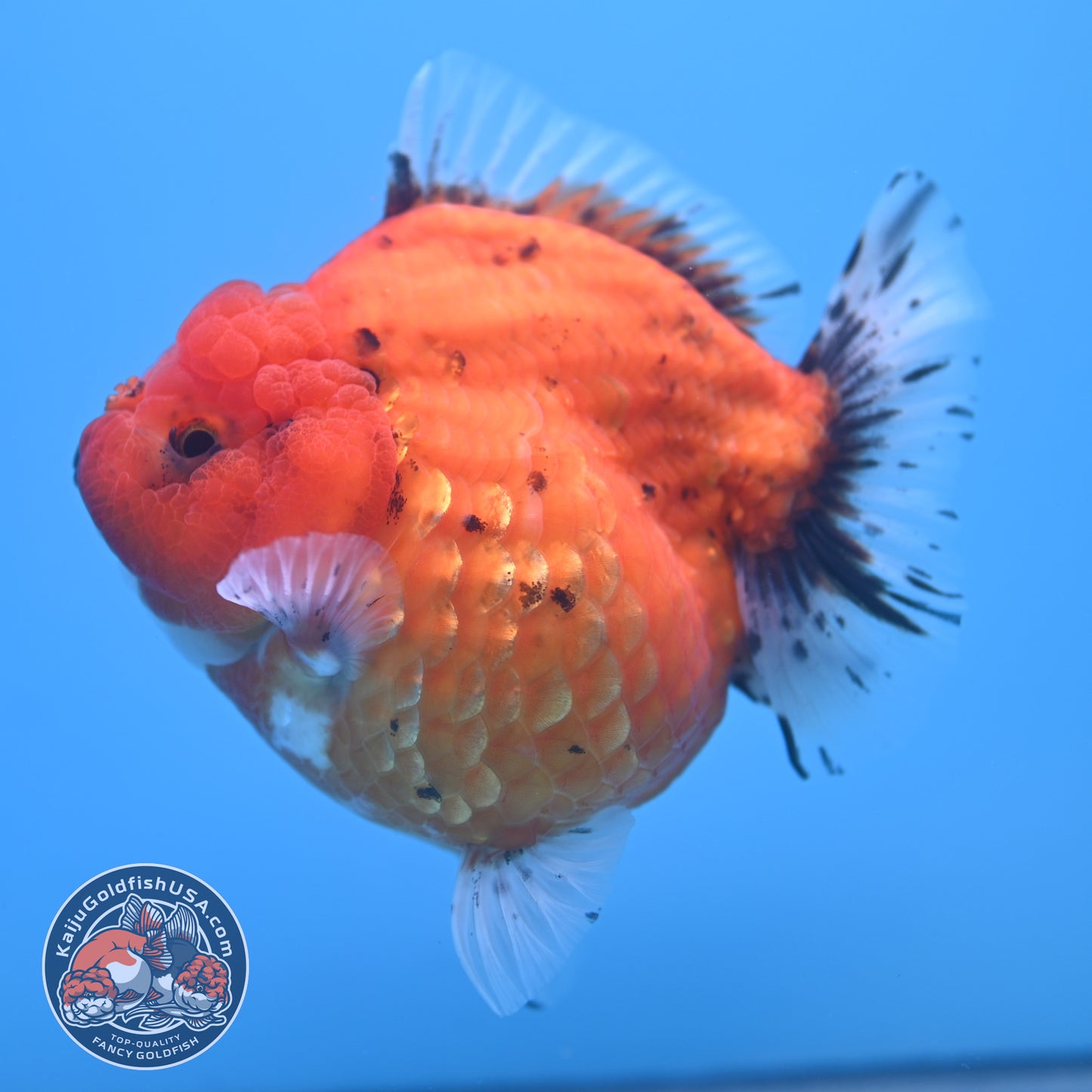 Shogun Godzilla Jumbo Calico Oranda 4.5 inch Body (250815_OR16)