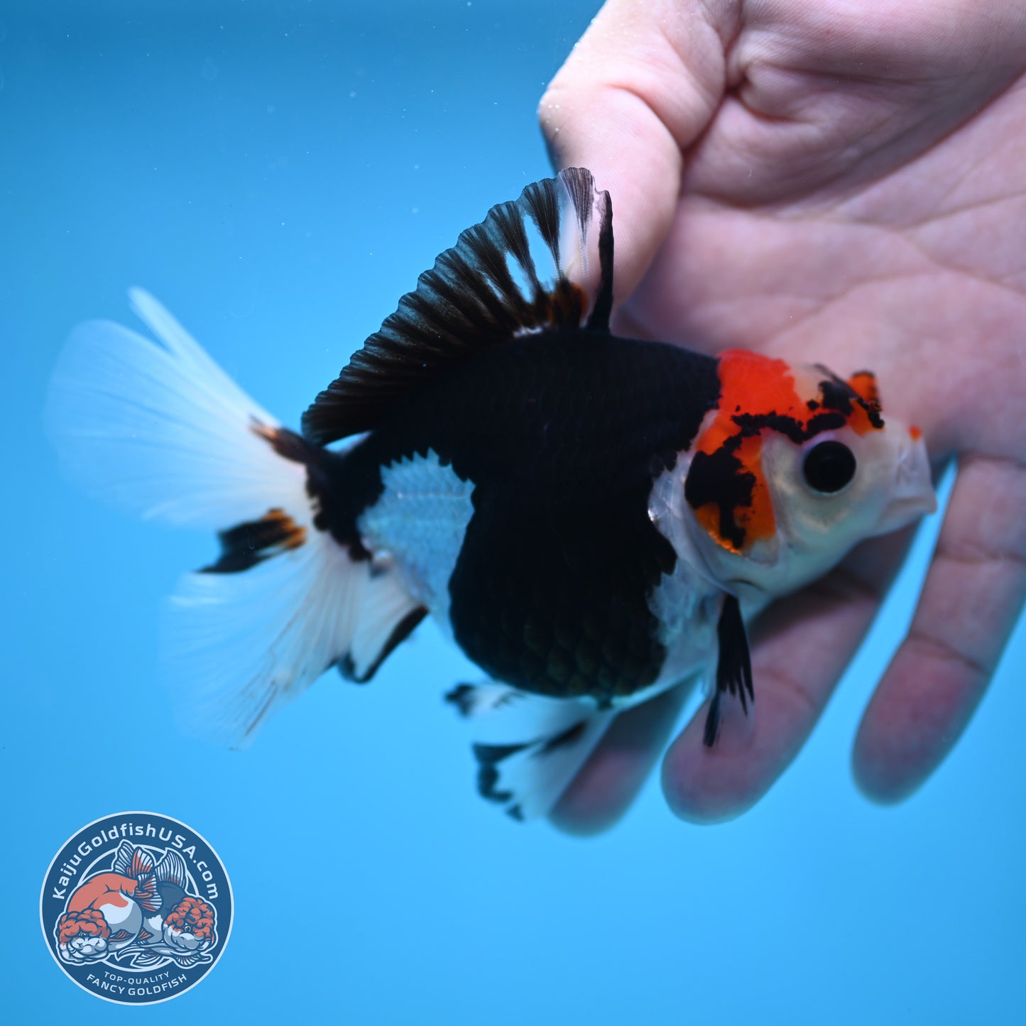 Tricolor Oranda 3.5 inch Body (250613_OR16)