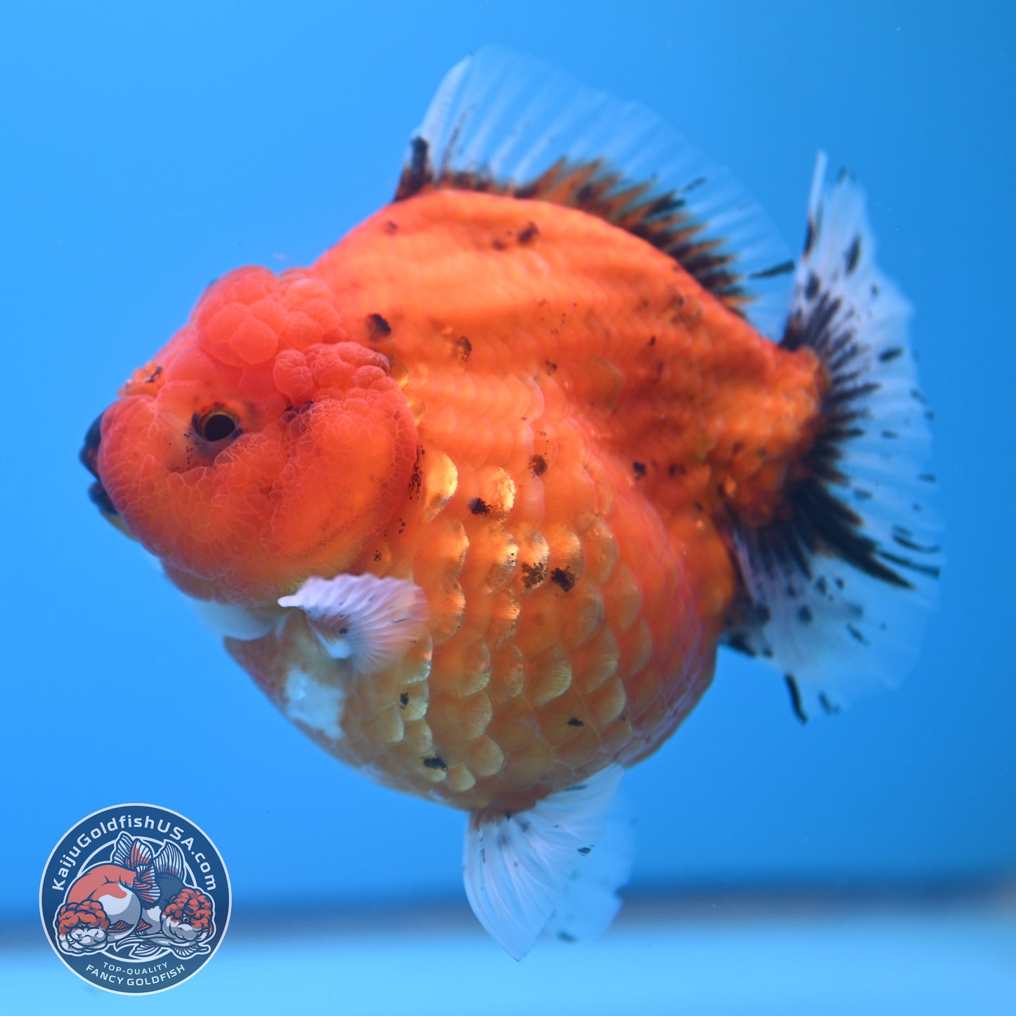 Shogun Godzilla Jumbo Calico Oranda 4.5 inch Body (250815_OR16)