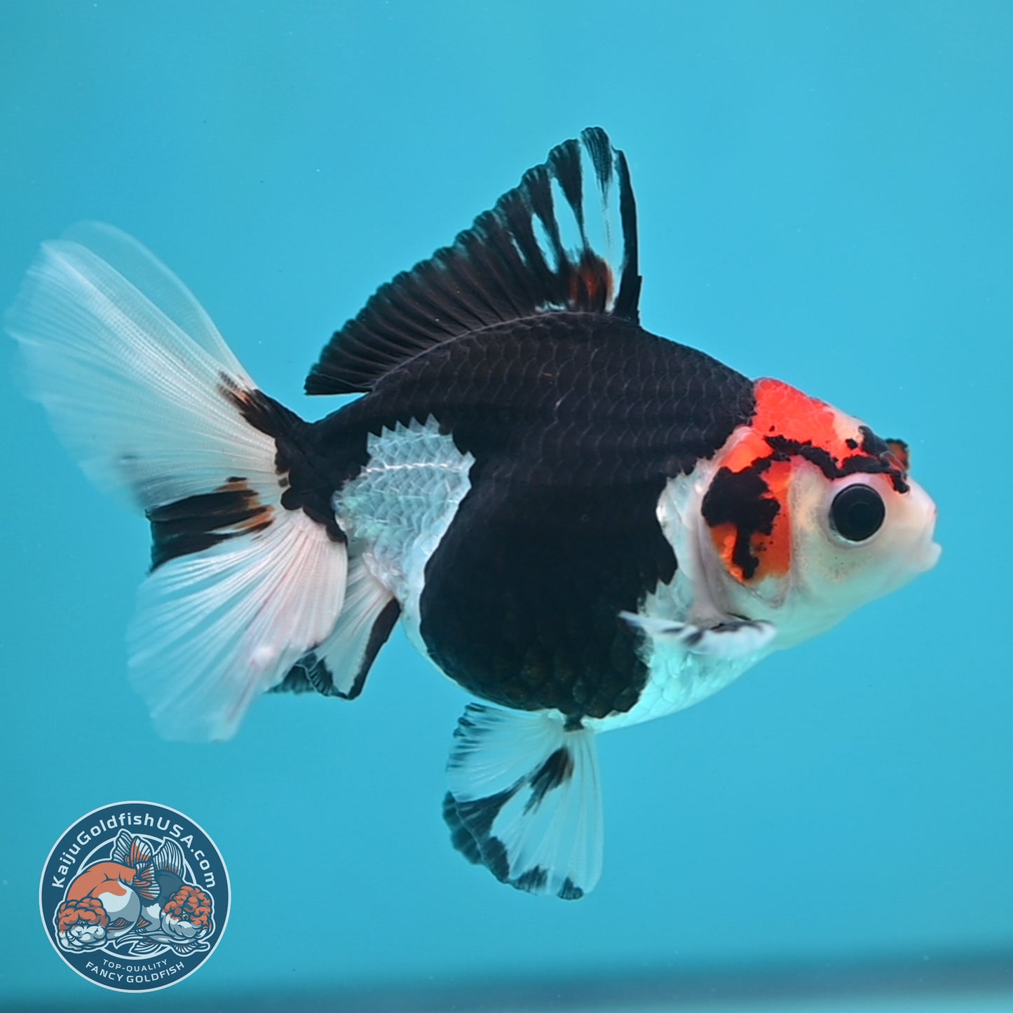 Tricolor Oranda 3.5 inch Body (250613_OR16)