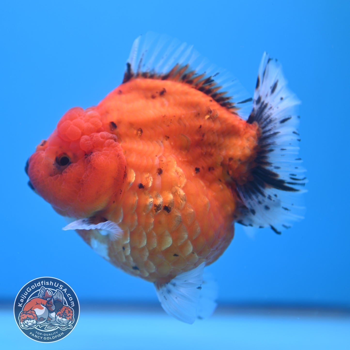 Shogun Godzilla Jumbo Calico Oranda 4.5 inch Body (250815_OR16)