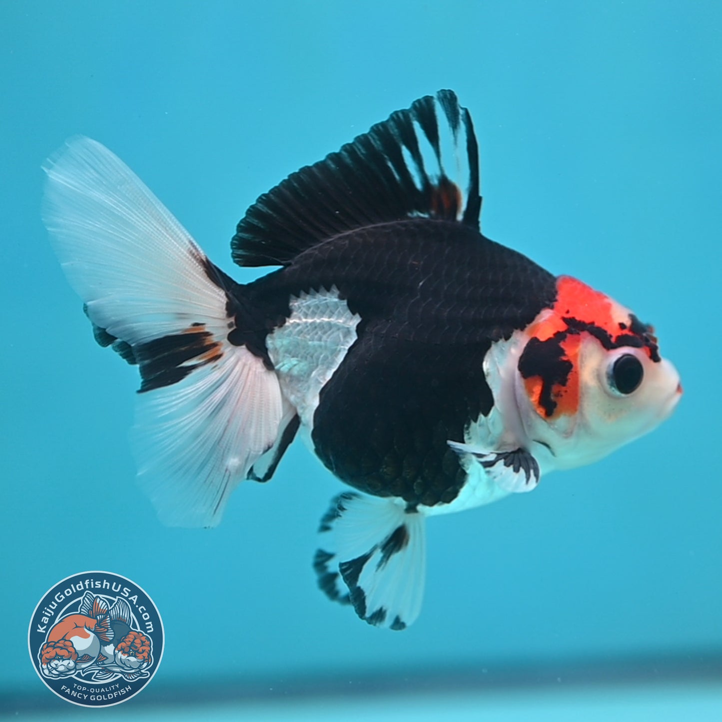 Tricolor Oranda 3.5 inch Body (250613_OR16)