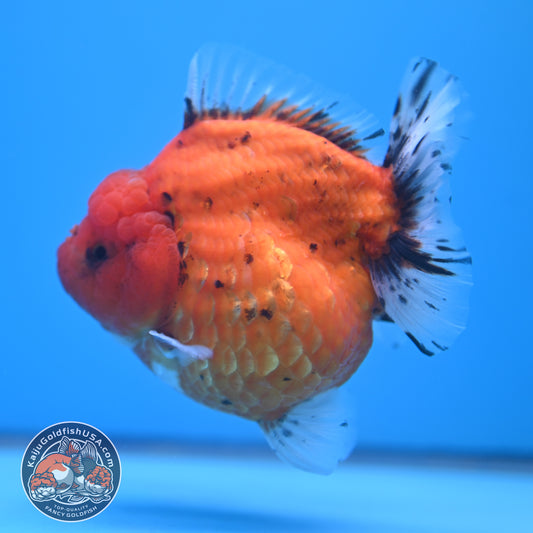 Shogun Godzilla Jumbo Calico Oranda 4.5 inch Body (250815_OR16)