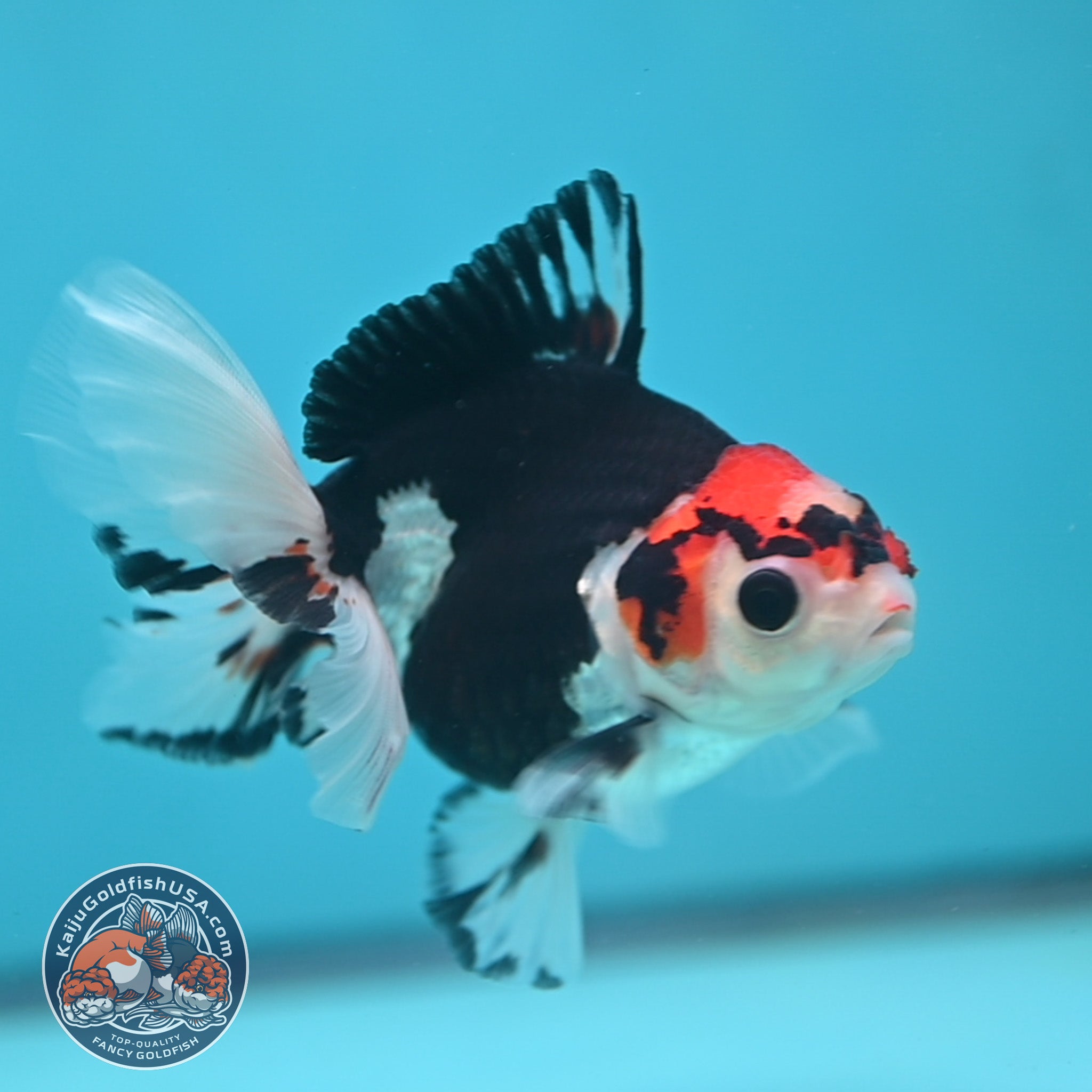 3 Inch Goldfish Tricolor Oranda 3.5 inch Body (250613_OR16) – Kaiju Goldfish USA