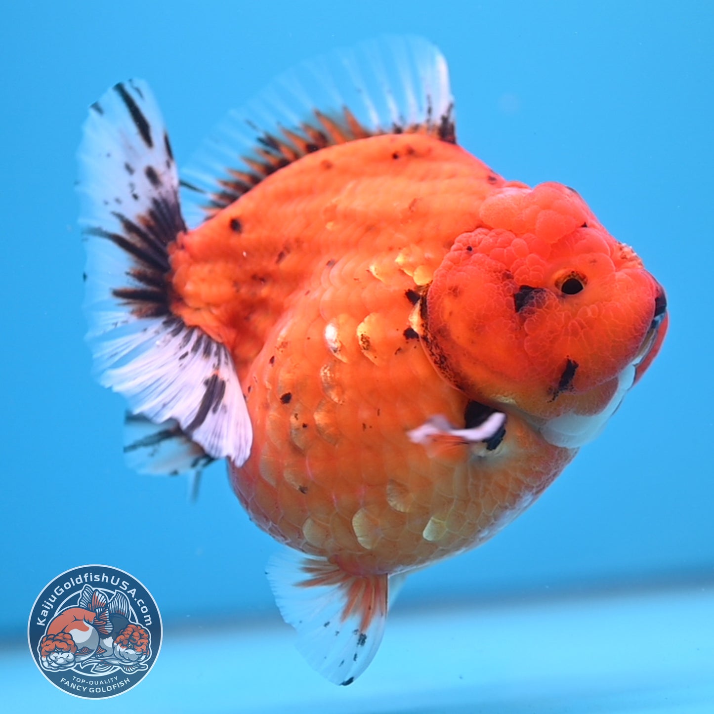 Shogun Godzilla Jumbo Calico Oranda 4.5 inch Body (250815_OR16)