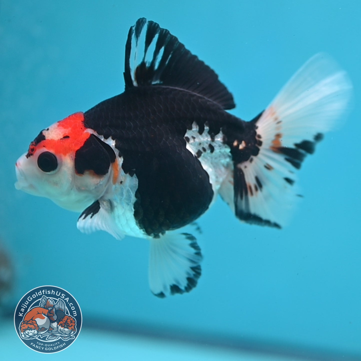 Tricolor Oranda 3.5 inch Body (250613_OR16)