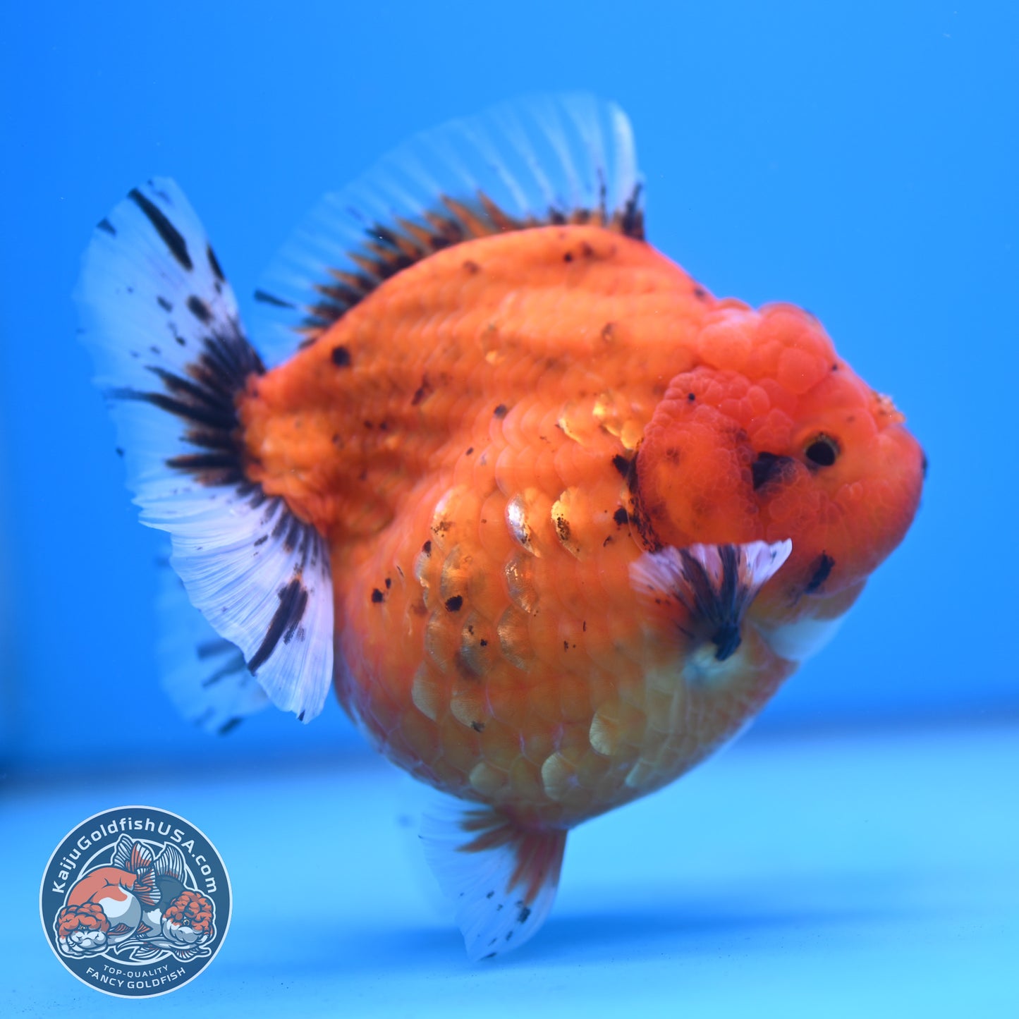 Shogun Godzilla Jumbo Calico Oranda 4.5 inch Body (250815_OR16)