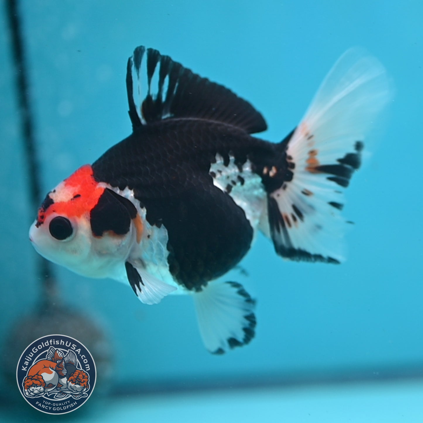 Tricolor Oranda 3.5 inch Body (250613_OR16)