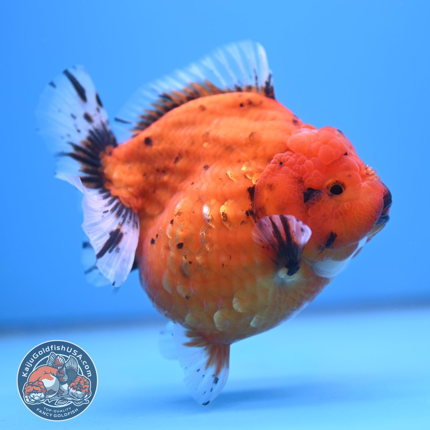 Shogun Godzilla Jumbo Calico Oranda 4.5 inch Body (250815_OR16)