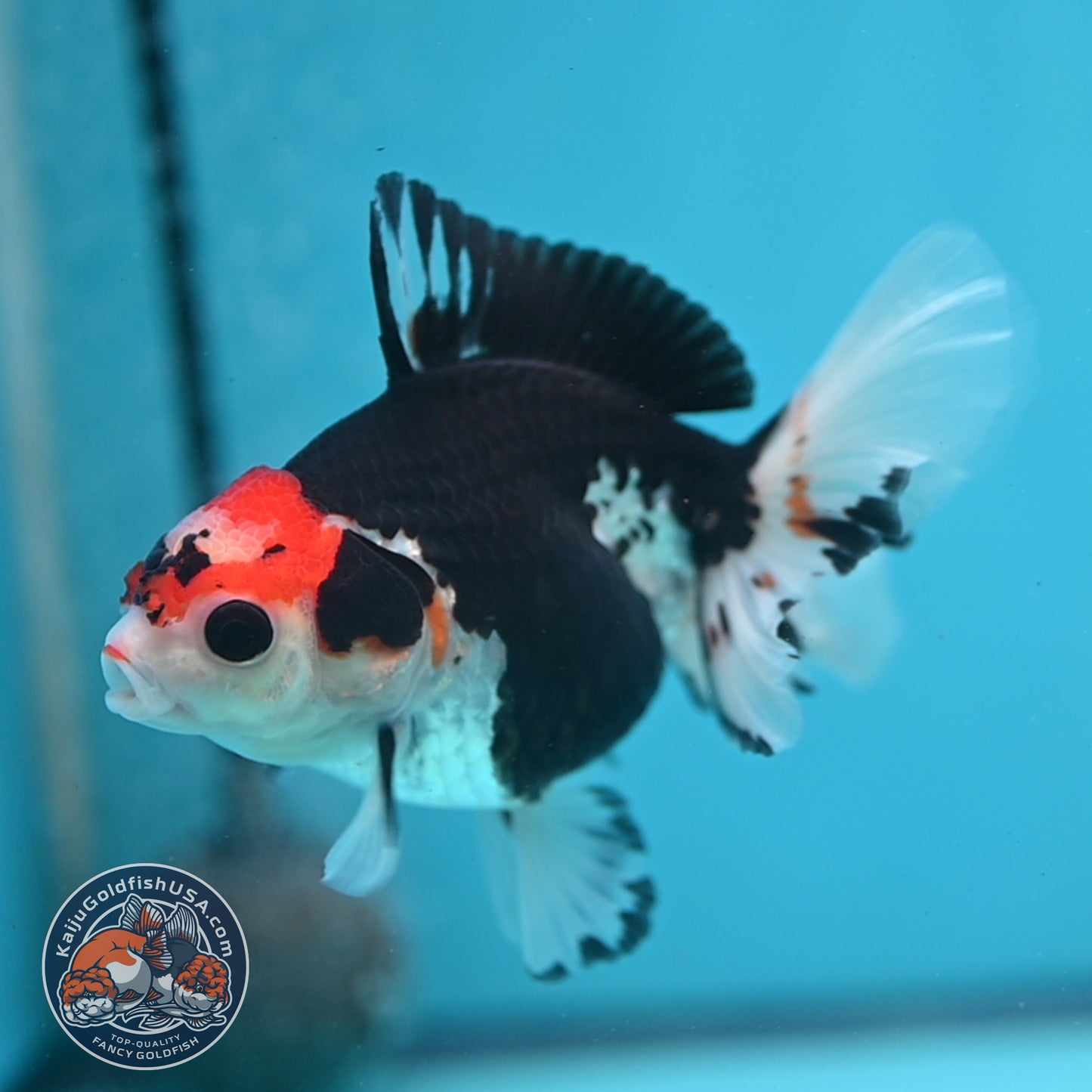 Tricolor Oranda 3.5 inch Body (250613_OR16)