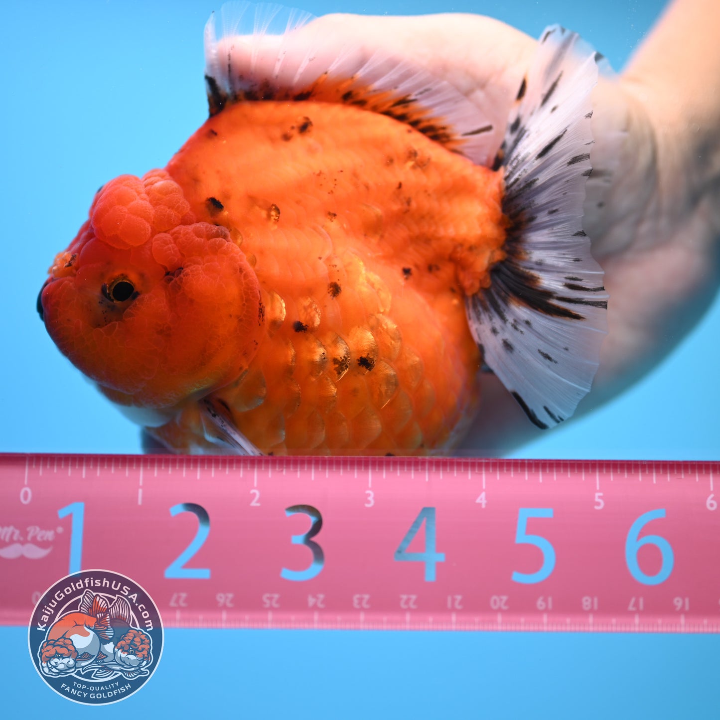 Shogun Godzilla Jumbo Calico Oranda 4.5 inch Body (250815_OR16)