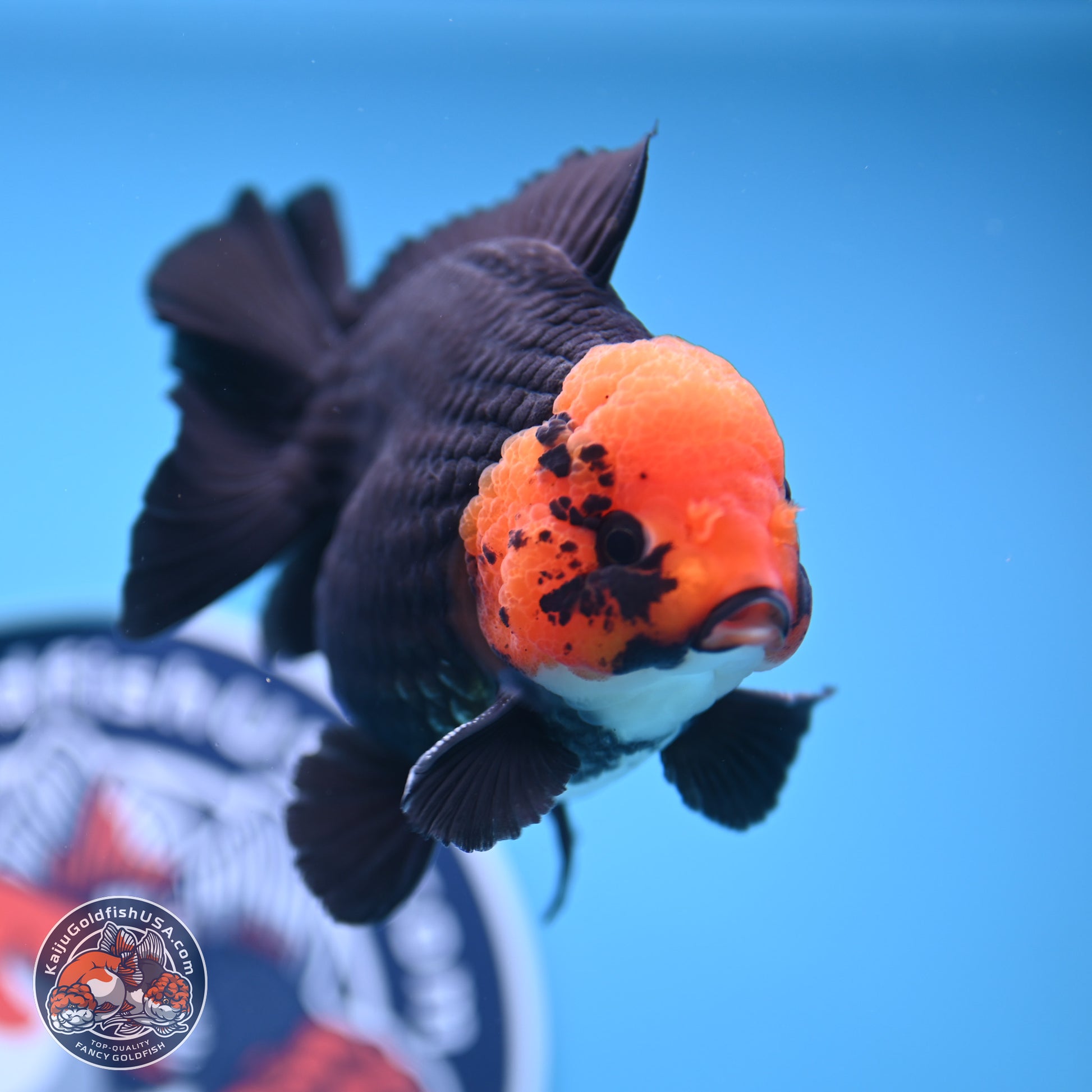 Red Head Apache YuanBao Oranda 4in Body (240816_OR16) - Kaiju Goldfish USA