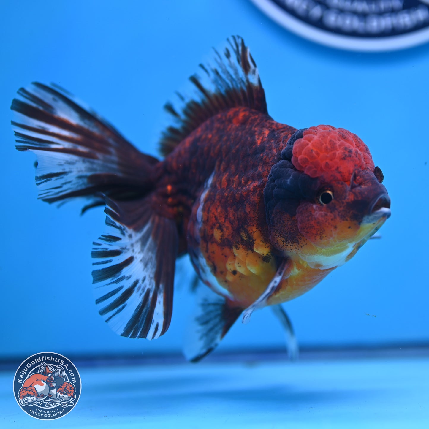 Red Kirin Rose Tail Oranda 6 inches - Male (241129_OR16) - Kaiju Goldfish USA