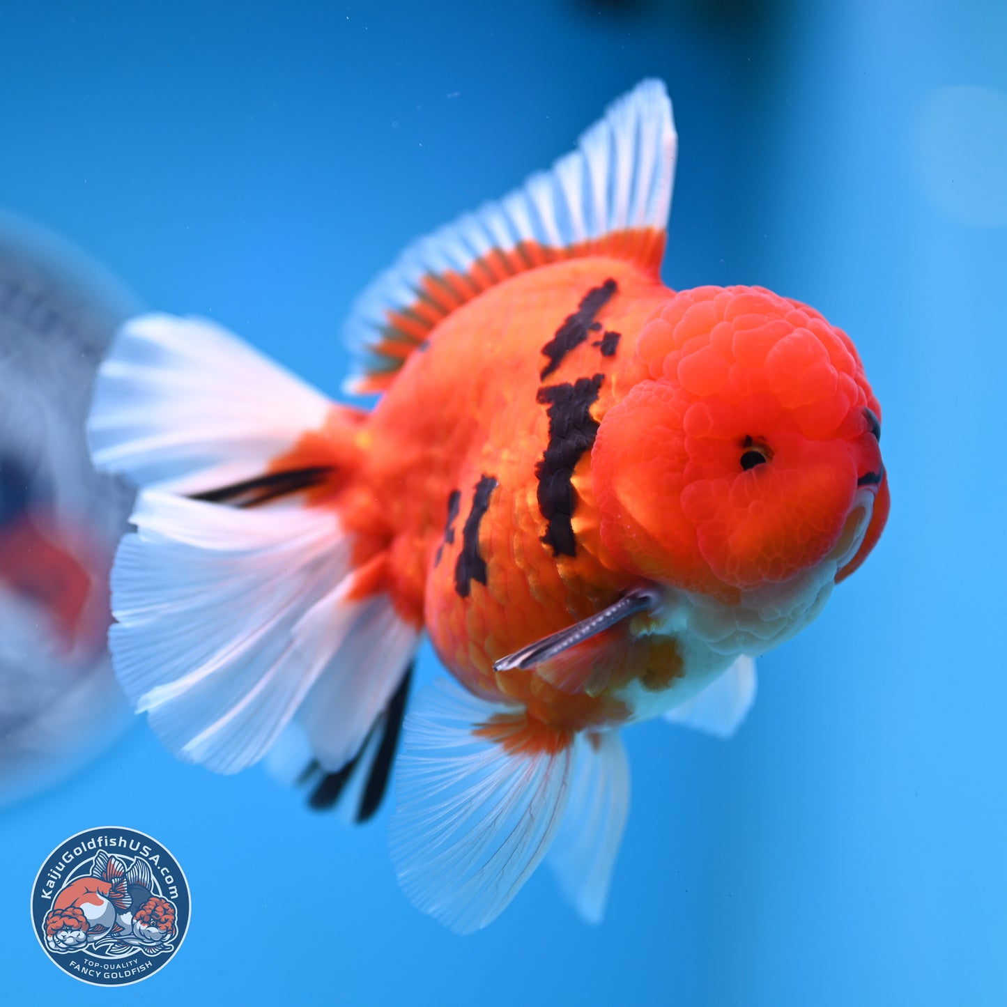 Tiger Broad Tail Oranda 3.5 inches Body - Male (250228_OR16)