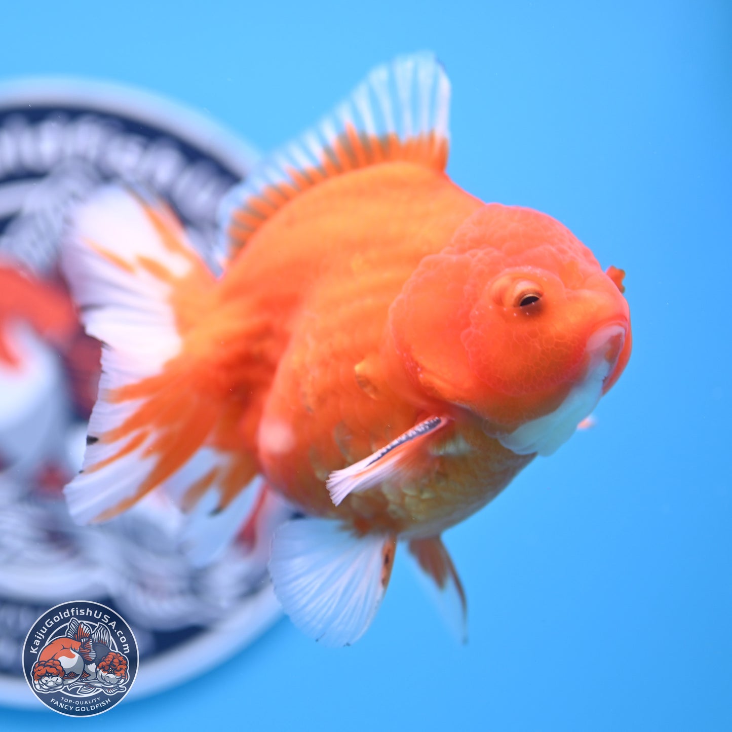 Shogun Sakura Oranda 3.75 inches Body - Male (250207_OR16)