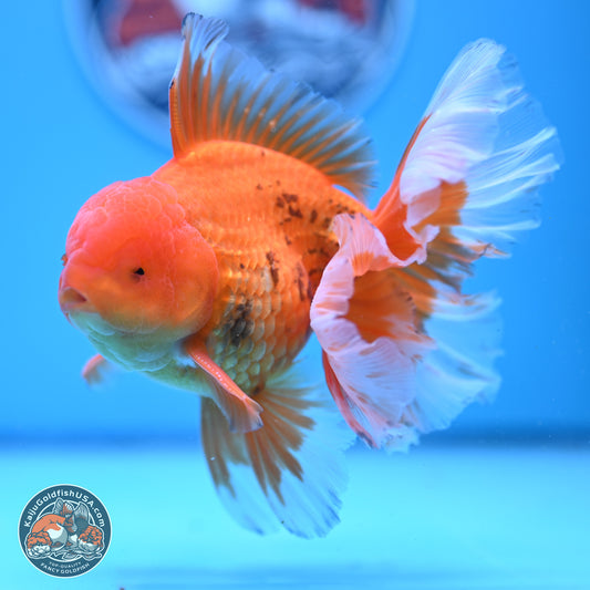 Red White Rose Tail Oranda 4-6.5 inches (240906_OR16) - Kaiju Goldfish USA