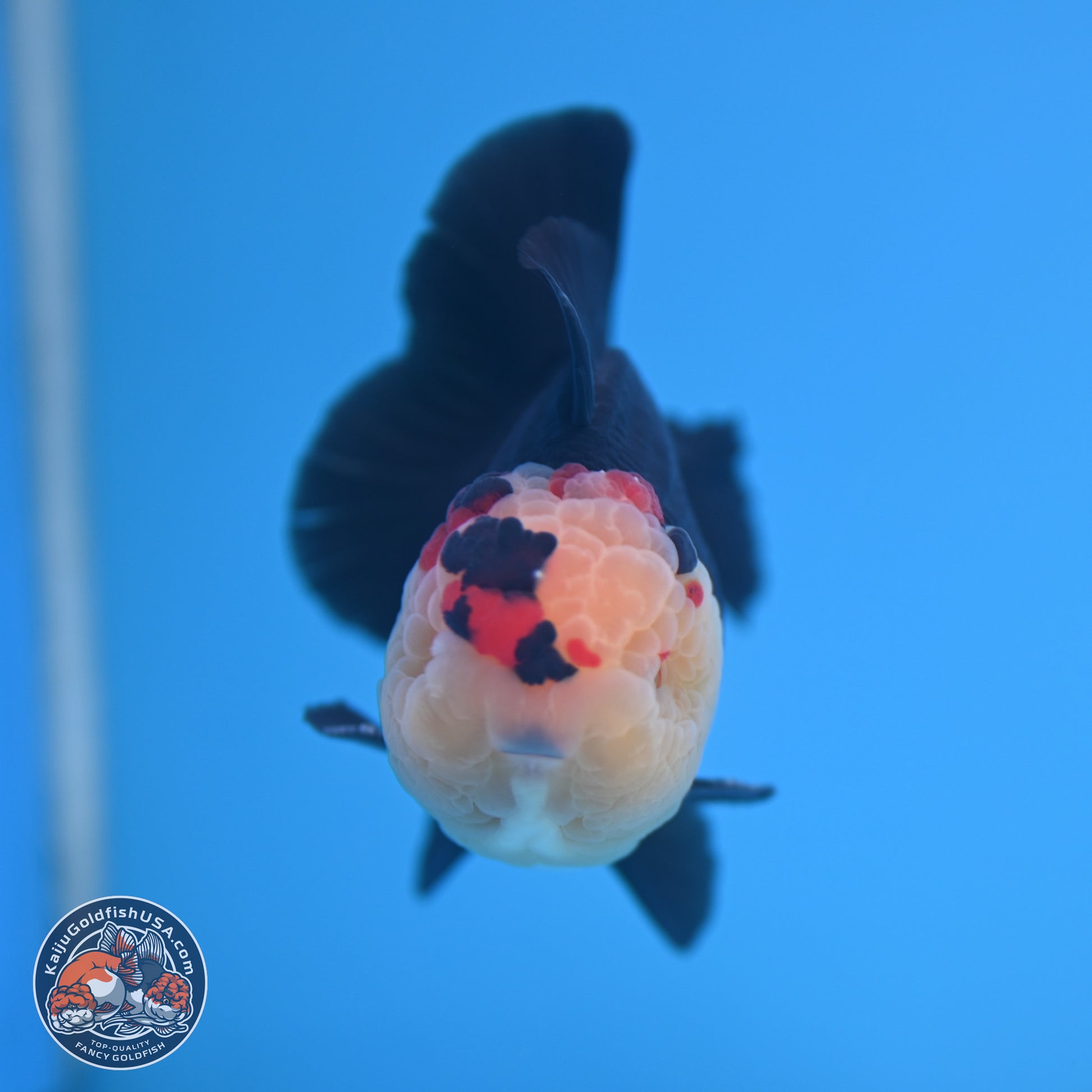 Tricolor YuanBao Oranda 3.5 inches Body - Male (241227_OR16) - Kaiju Goldfish USA