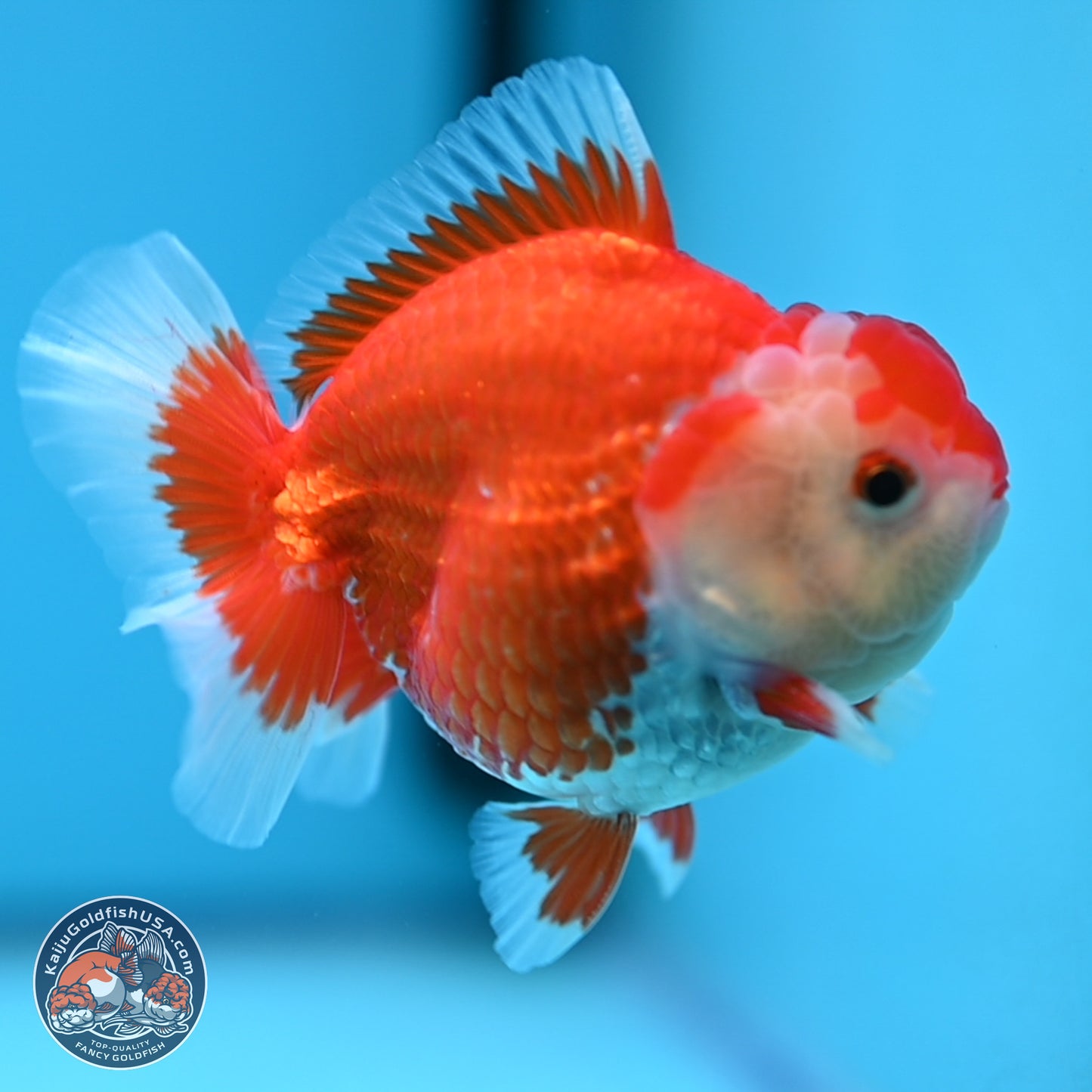 Red White YuanBao Oranda 4 inches (241018_OR16)