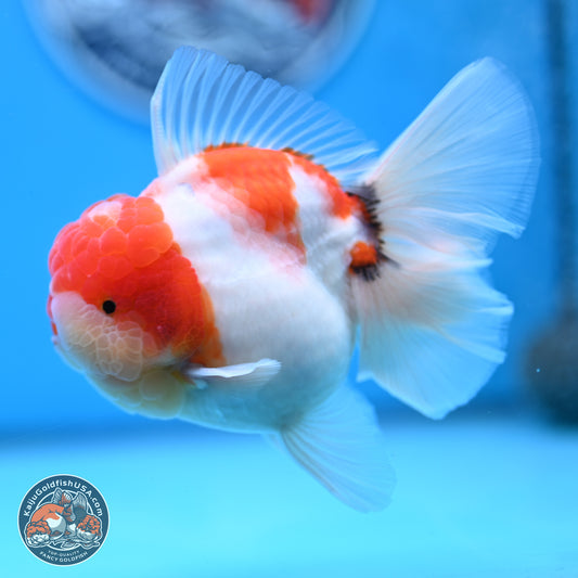 Tricolor Sakura Rose Tail Oranda 3.5 inches Body - Male (250214_OR16)