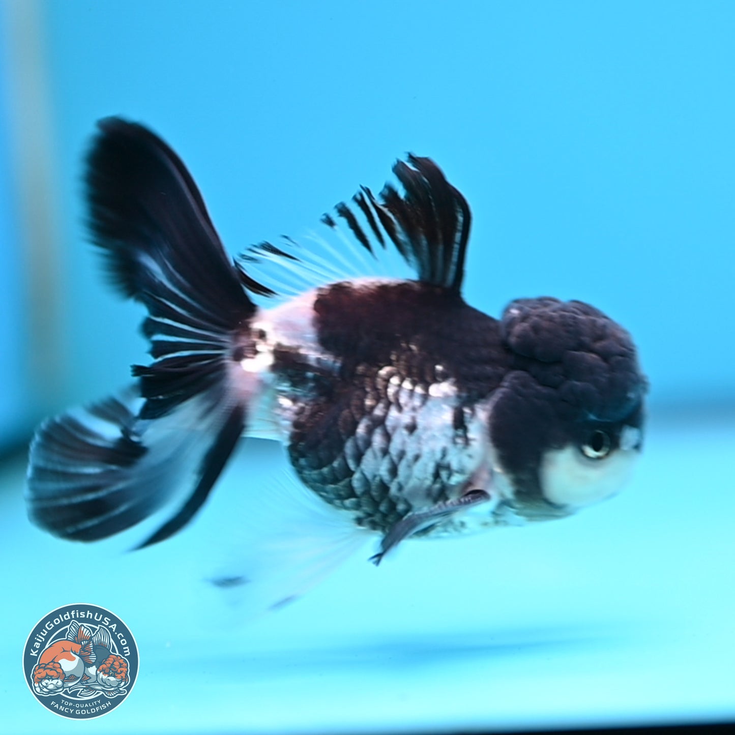 Black Cap Panda Rose Tail Oranda 2.8 inches Body - Male (250314_OR16)