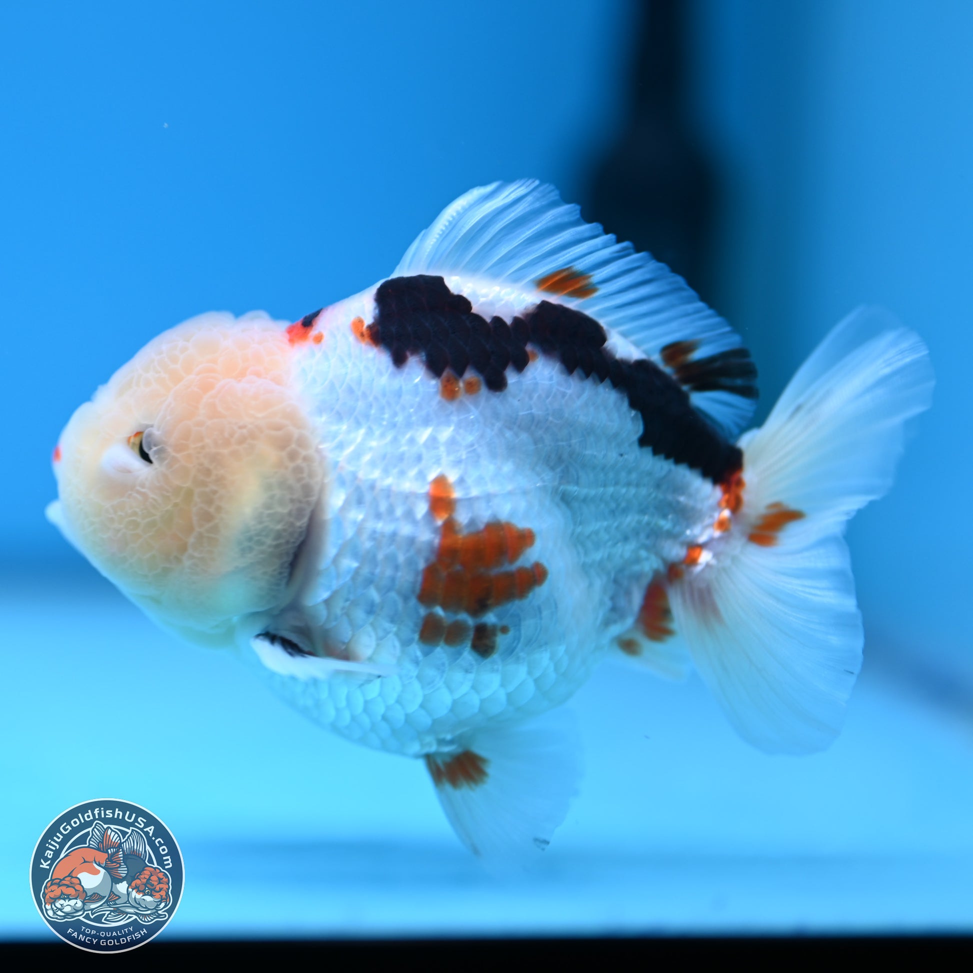 Tricolor Oranda 3.5-4 inches (241004_OR16) - Kaiju Goldfish USA