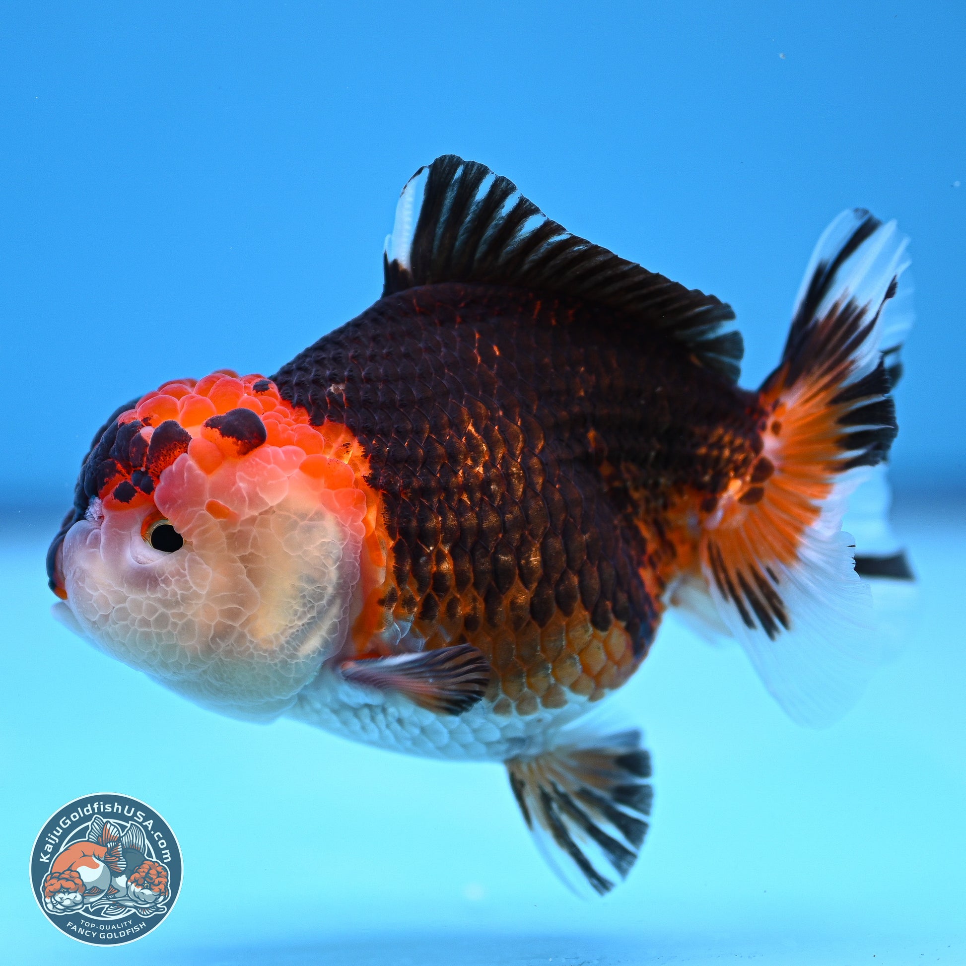 Tricolor Oranda 3.5-4.5 inches (240913_OR16) - Kaiju Goldfish USA