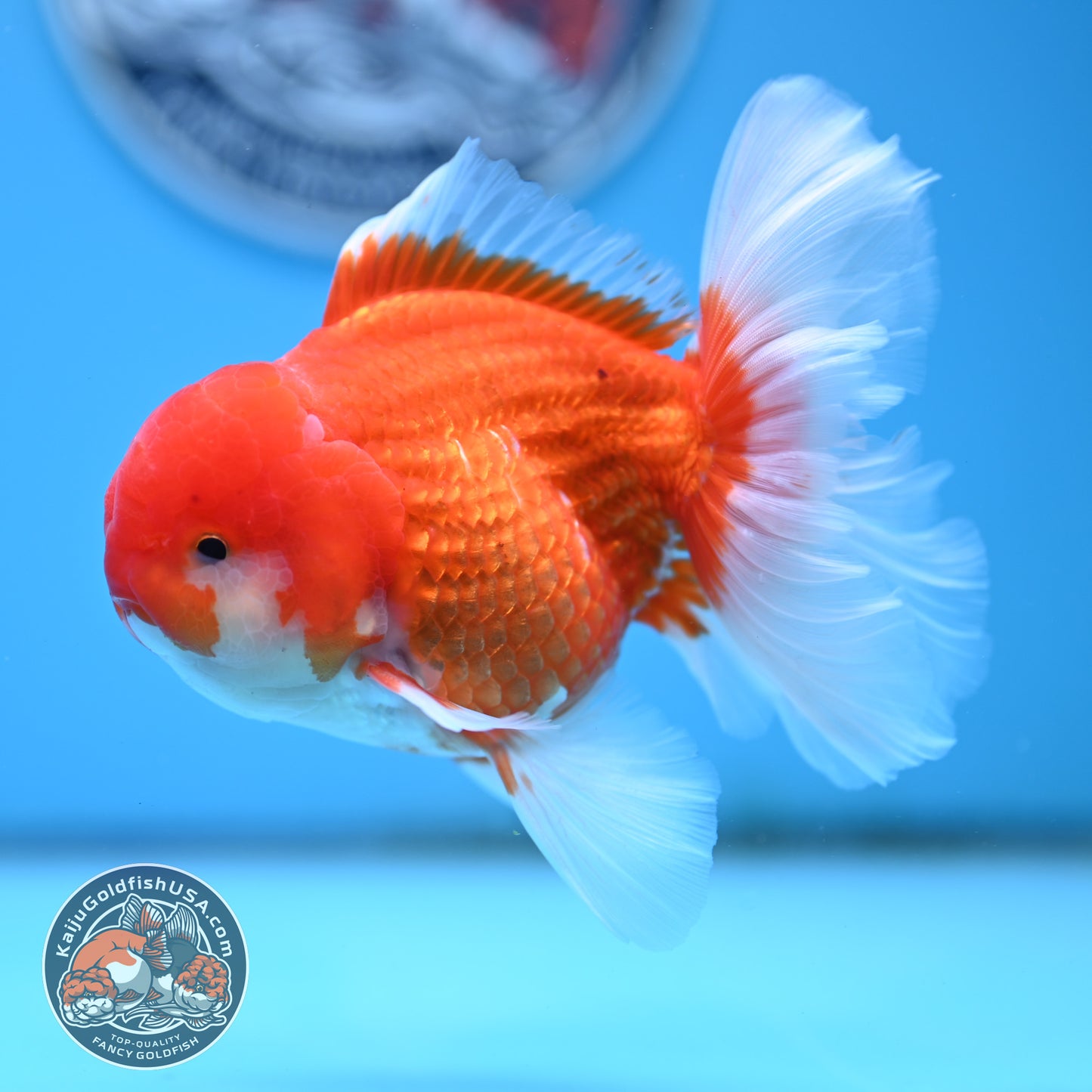 Red White Rose Tail Oranda 4 inches Body - Male (250418_OR16)