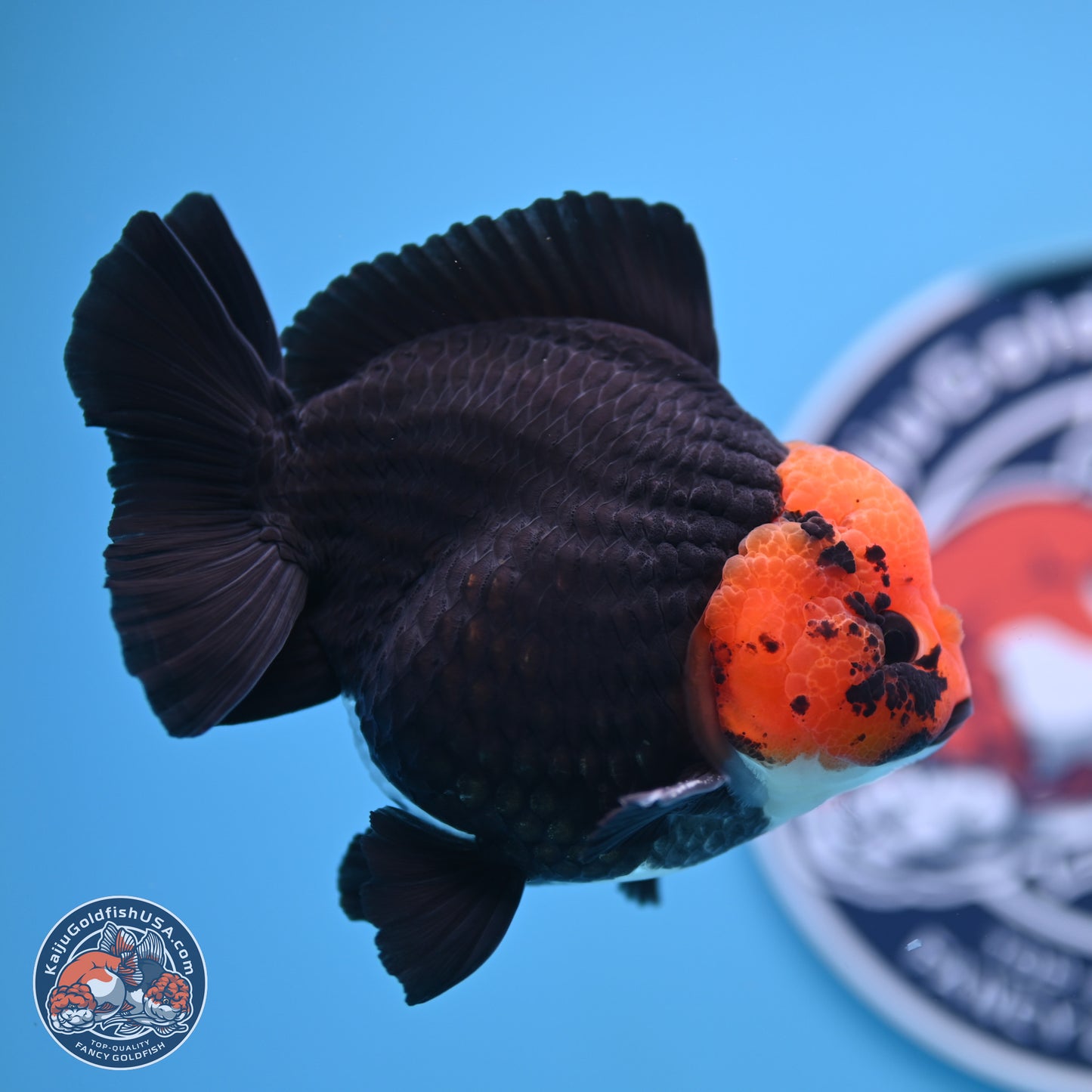 Red Head Apache YuanBao Oranda 4in Body (240816_OR16) - Kaiju Goldfish USA