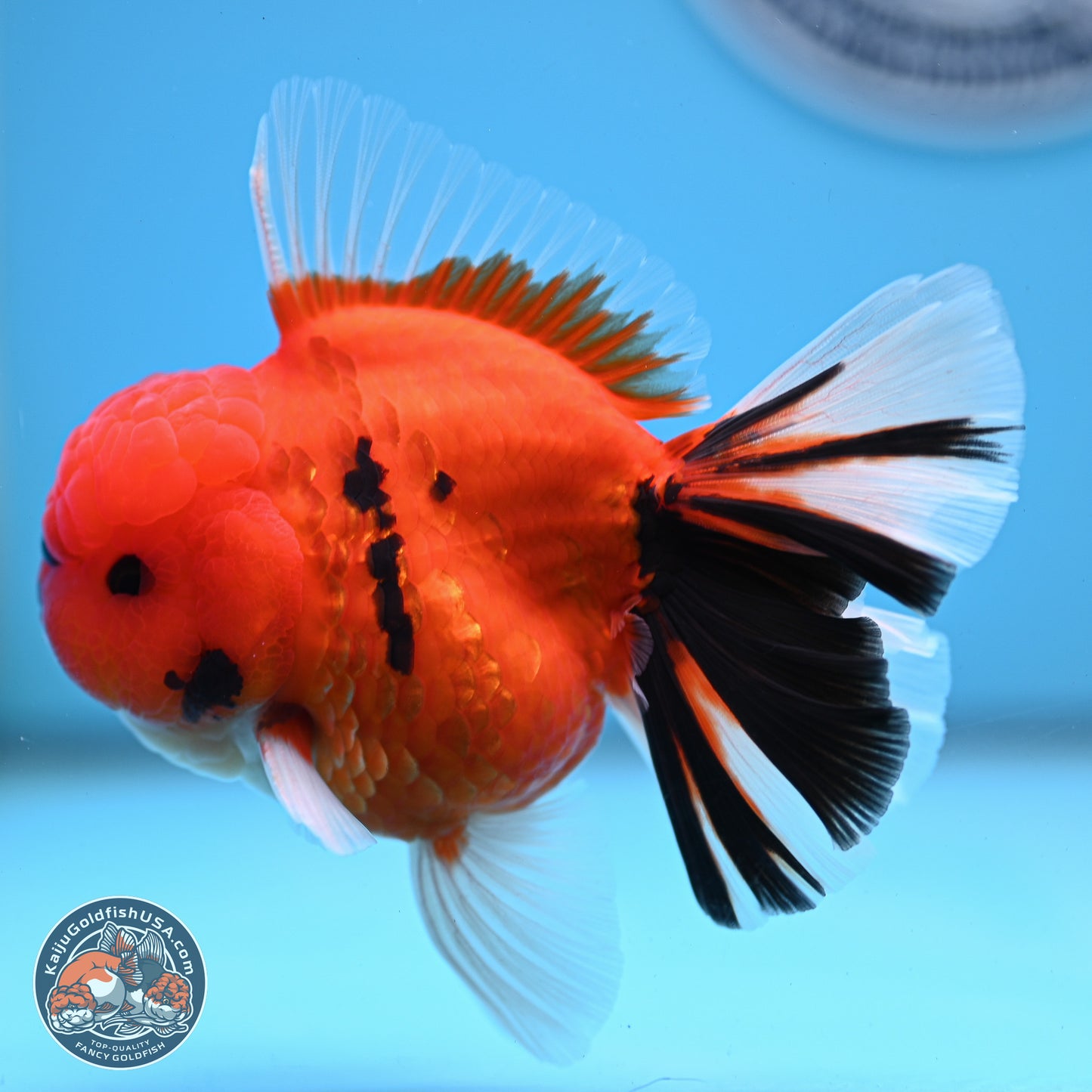 Tiger Broad Tail Oranda 3.5 inches Body - Male (250228_OR16)
