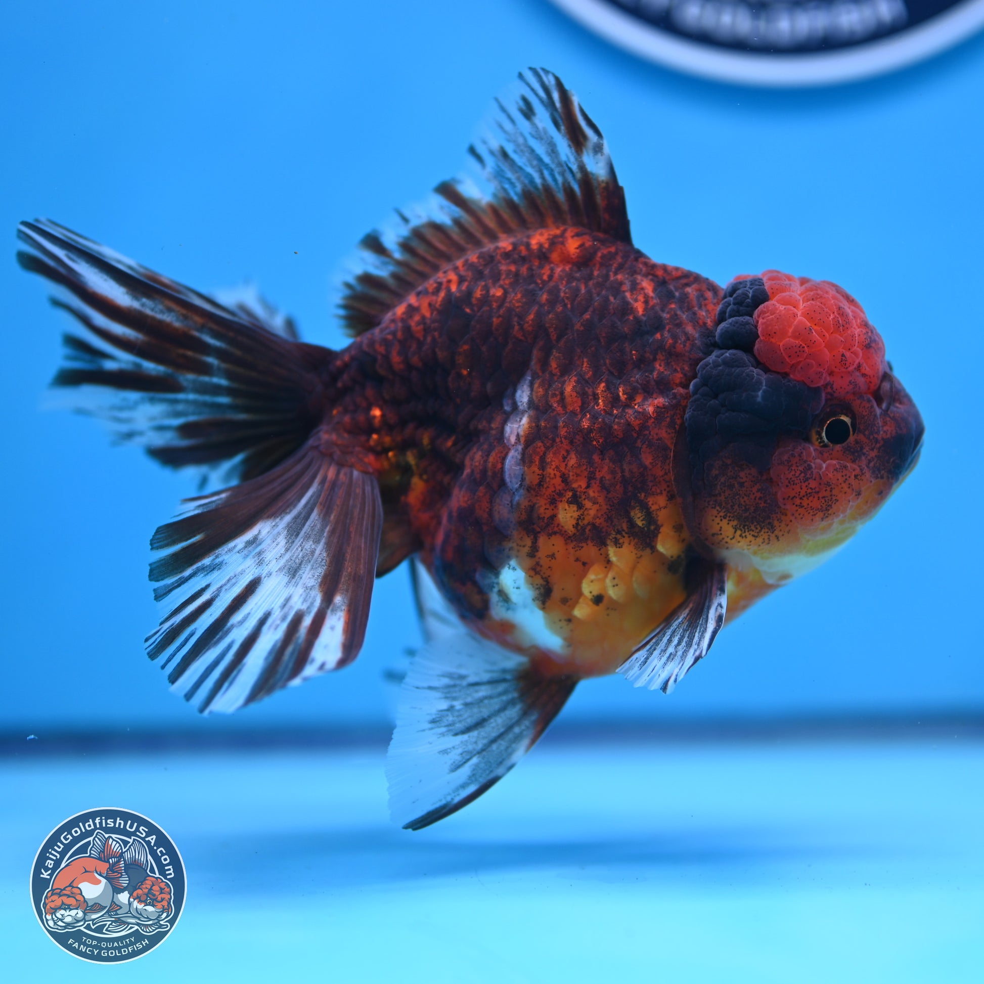 Red Kirin Rose Tail Oranda 6 inches - Male (241129_OR16) - Kaiju Goldfish USA