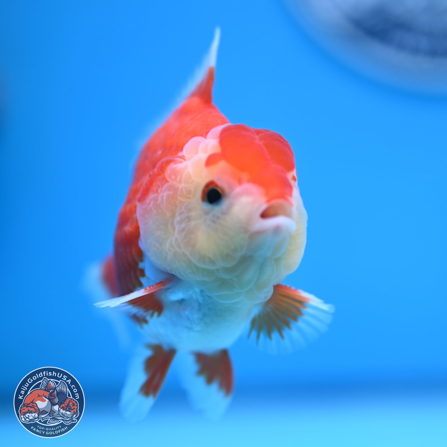 Red White YuanBao Oranda 4 inches (241018_OR16)