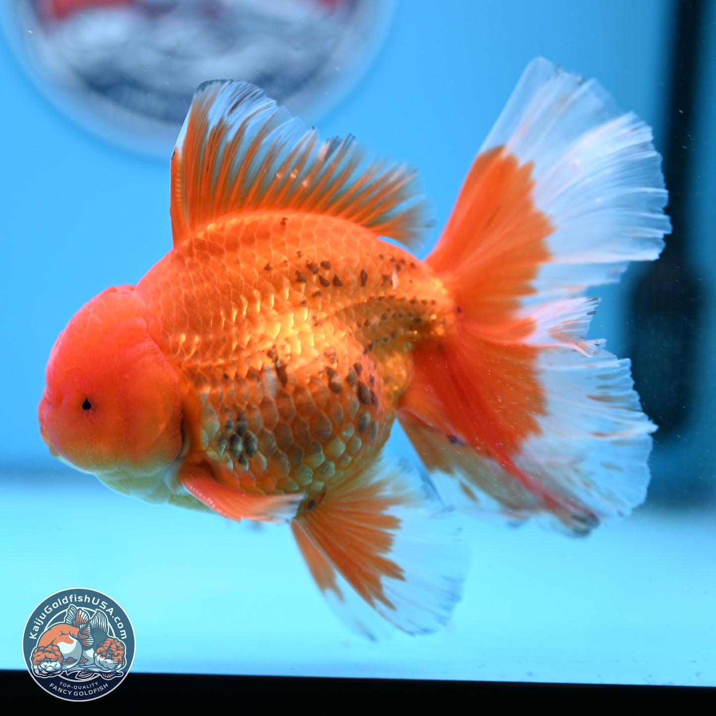 Red White Rose Tail Oranda 4-6.5 inches (240906_OR16) - Kaiju Goldfish USA