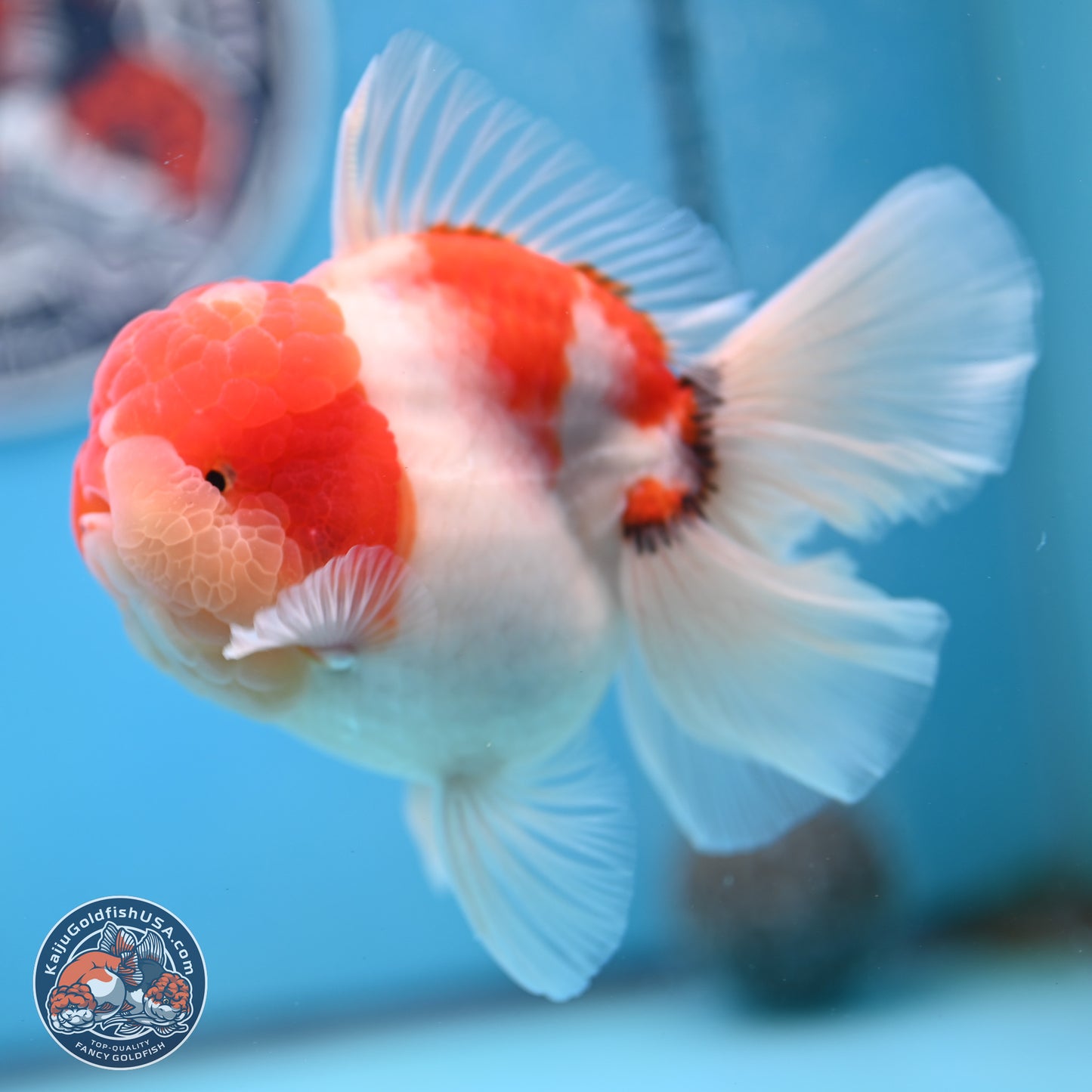 Tricolor Sakura Rose Tail Oranda 3.5 inches Body - Male (250214_OR16)