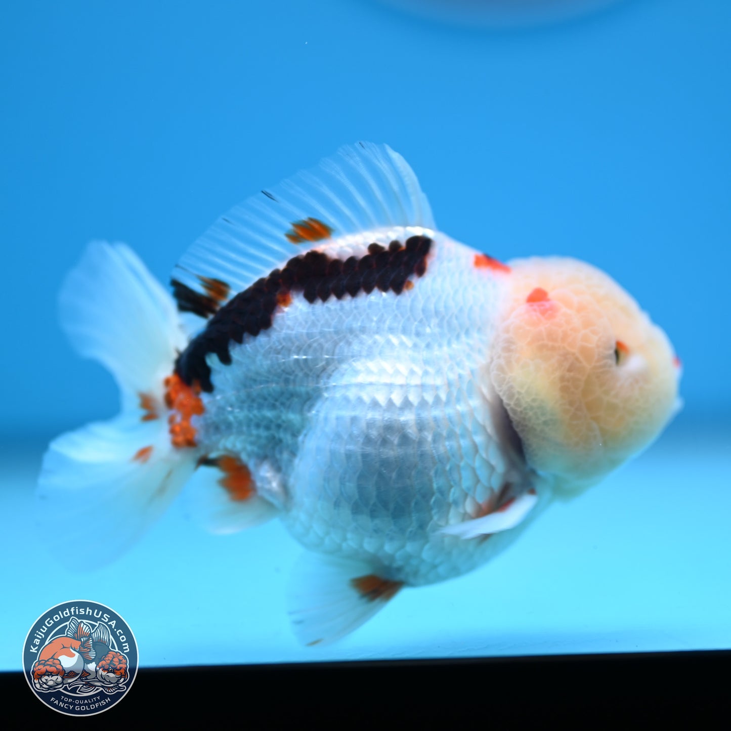 Tricolor Oranda 3.5-4 inches (241004_OR16) - Kaiju Goldfish USA