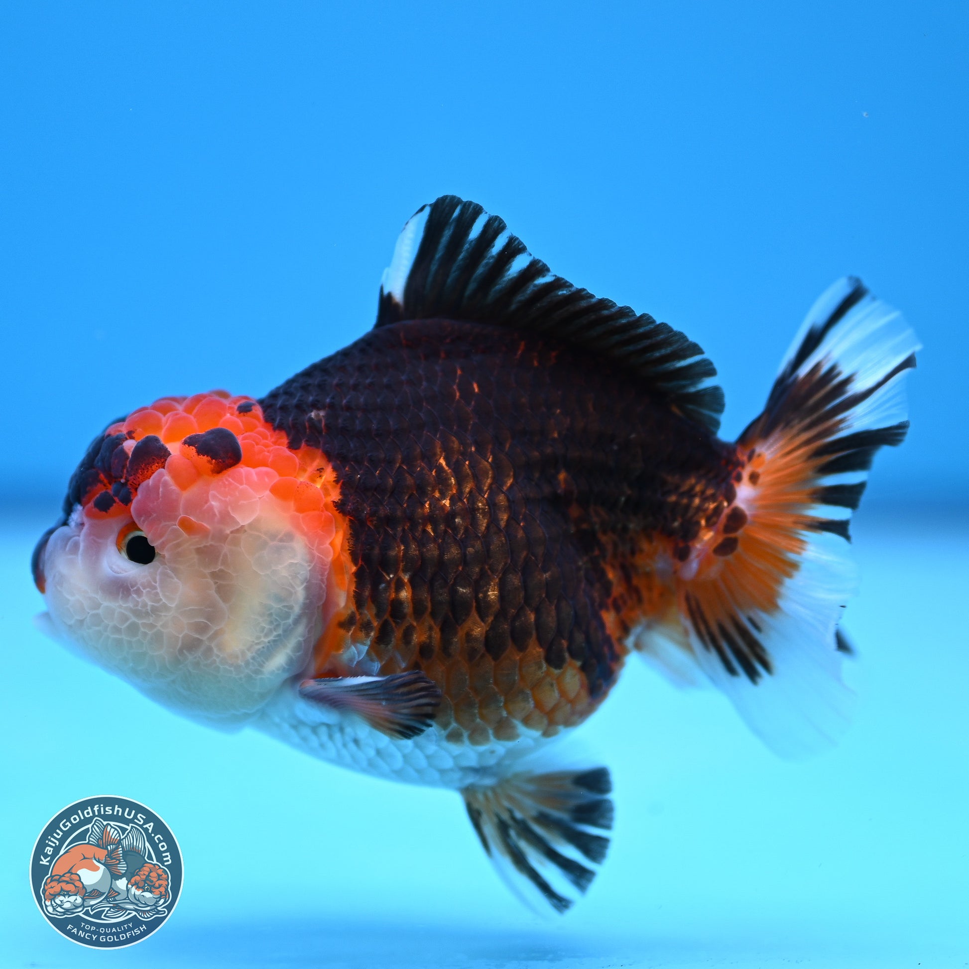 Tricolor Oranda 3.5-4.5 inches (240913_OR16) - Kaiju Goldfish USA