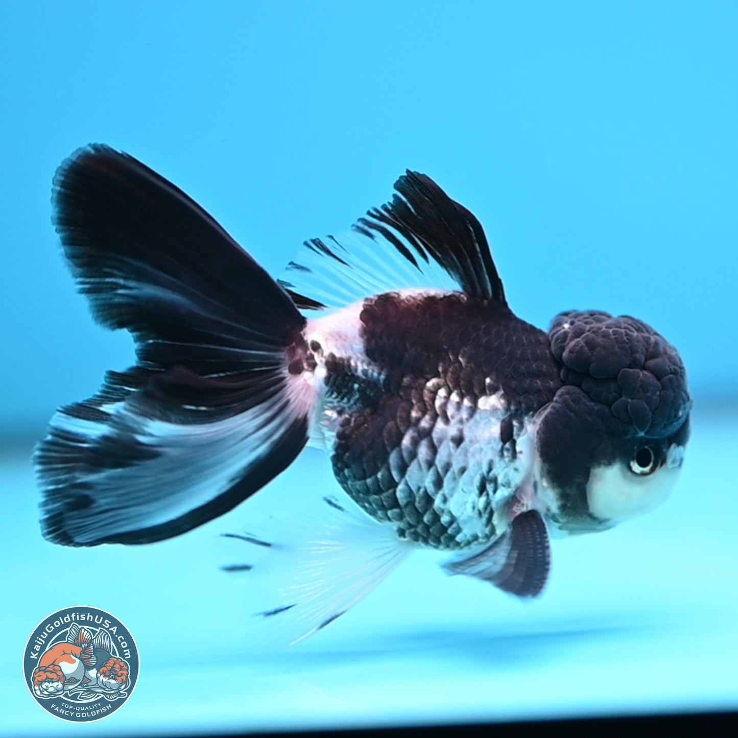 Black Cap Panda Rose Tail Oranda 2.8 inches Body - Male (250314_OR16)