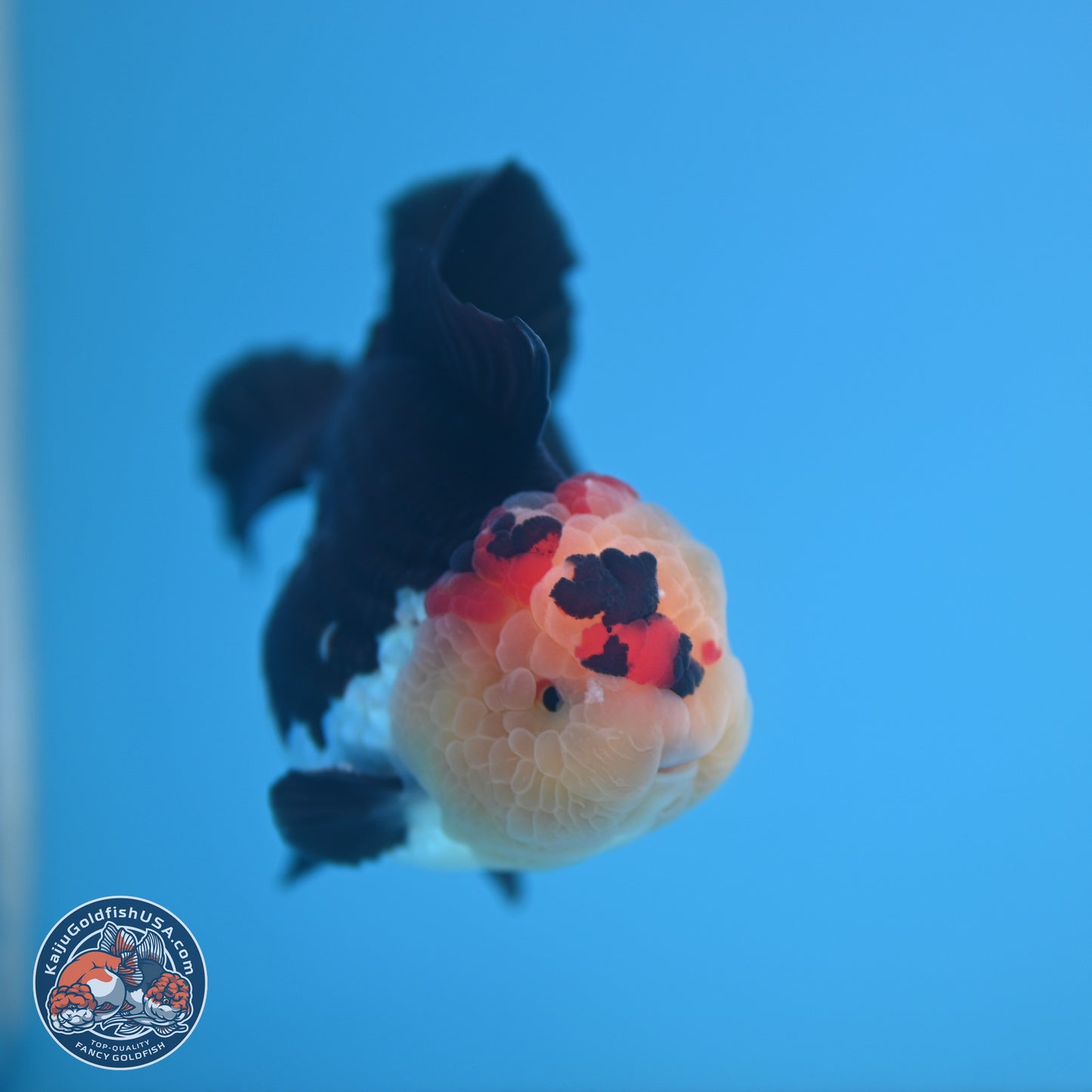 Tricolor YuanBao Oranda 3.5 inches Body - Male (241227_OR16) - Kaiju Goldfish USA