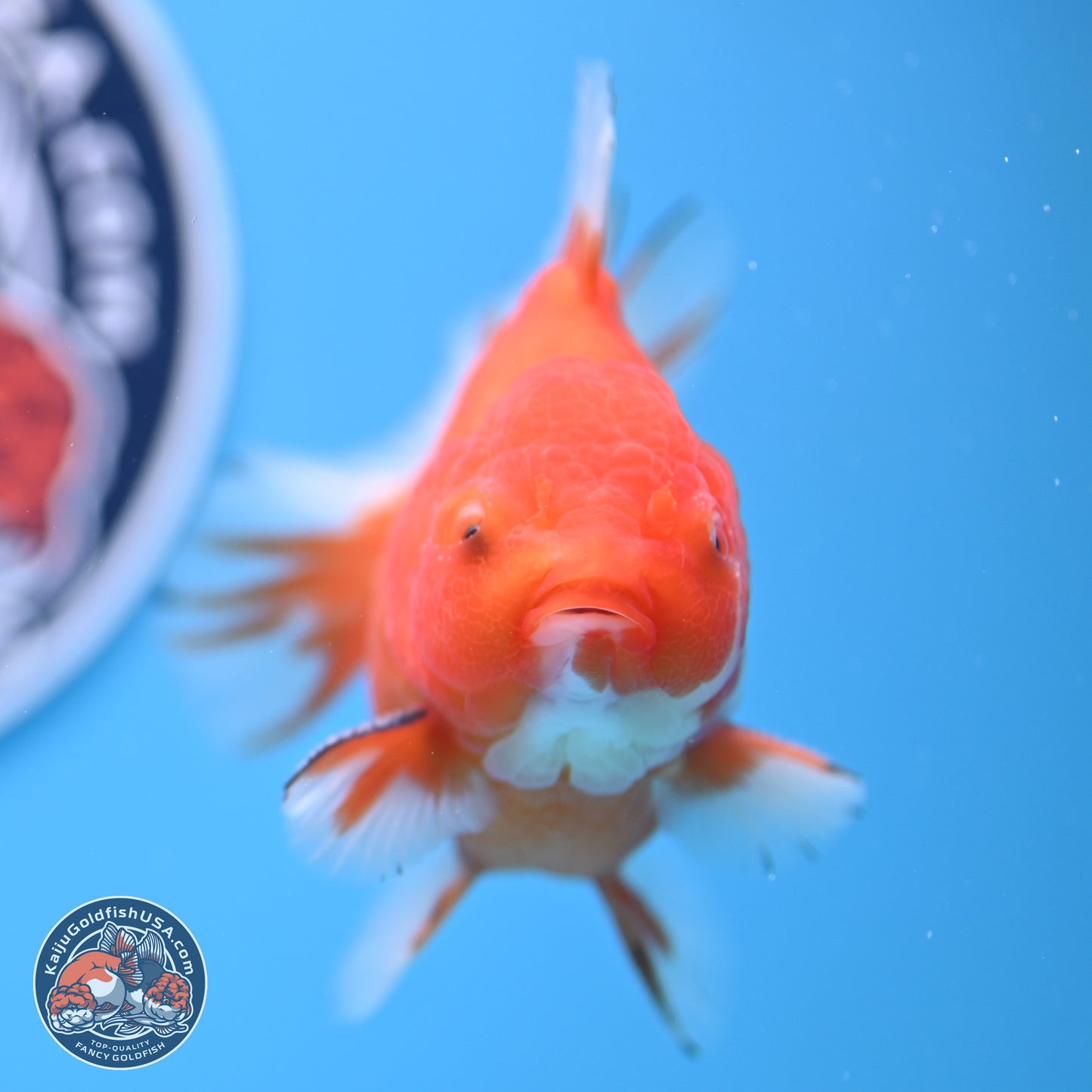 Shogun Sakura Oranda 3.75 inches Body - Male (250207_OR16)