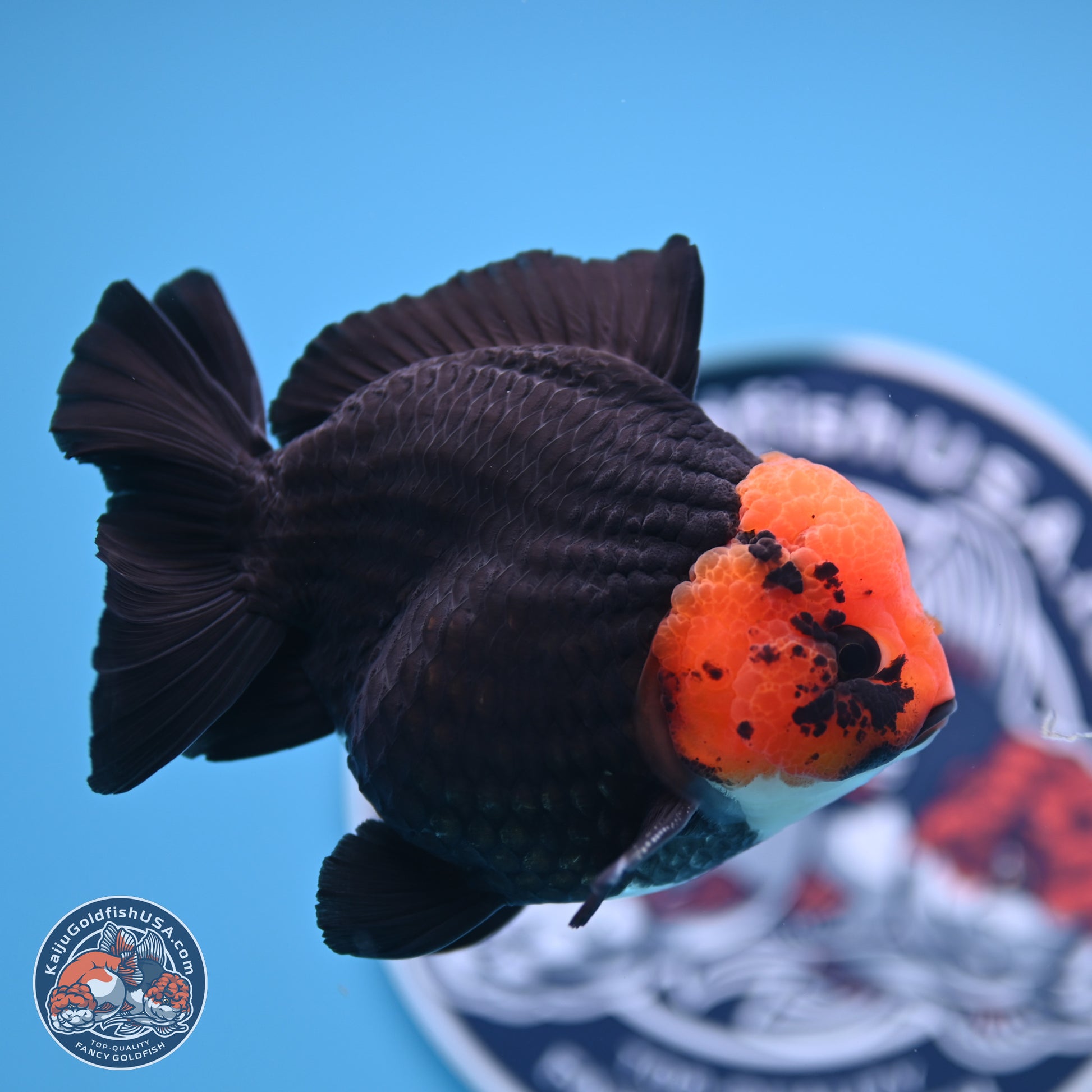 Red Head Apache YuanBao Oranda 4in Body (240816_OR16) - Kaiju Goldfish USA