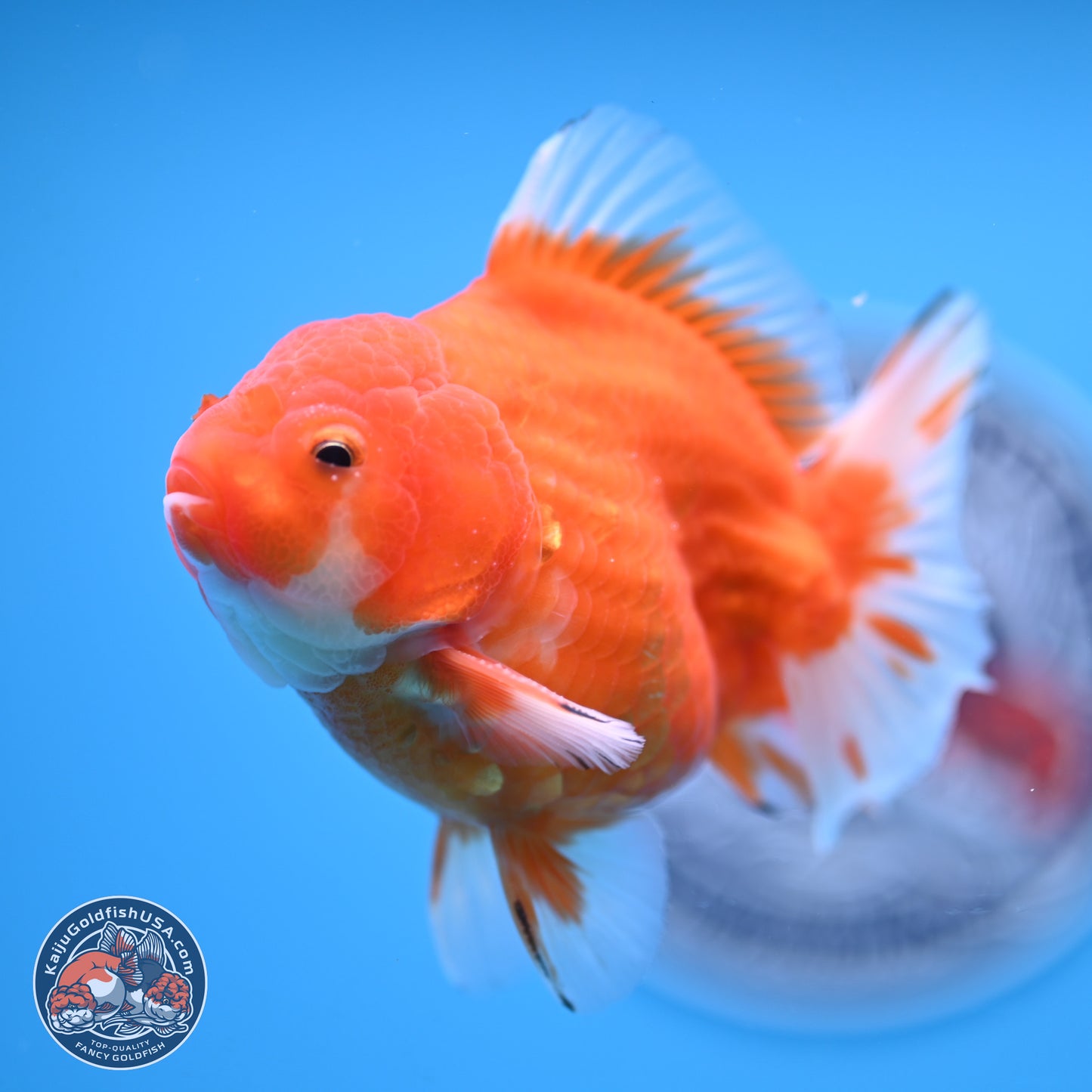 Shogun Sakura Oranda 3.75 inches Body - Male (250207_OR16)