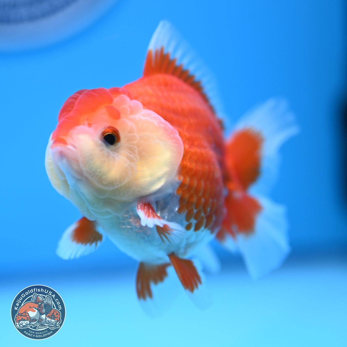 Red White YuanBao Oranda 4 inches (241018_OR16)